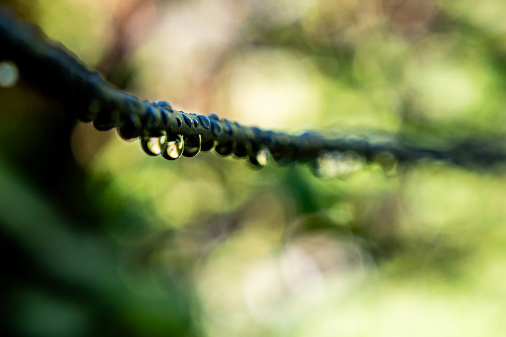 Close-up of a dark green branch with water droplets hanging from it, blurred background of green and light tones.