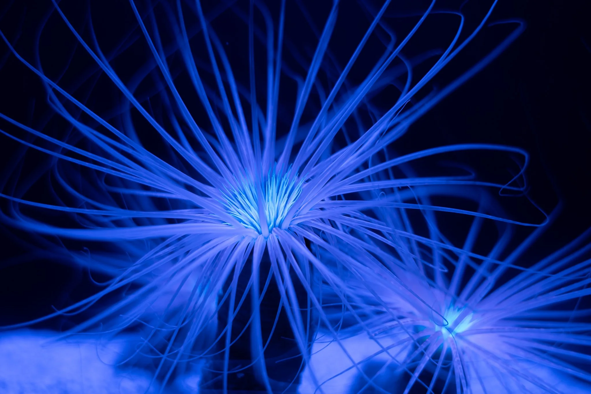 Close-up of a glowing blue sea anemone against a dark background.