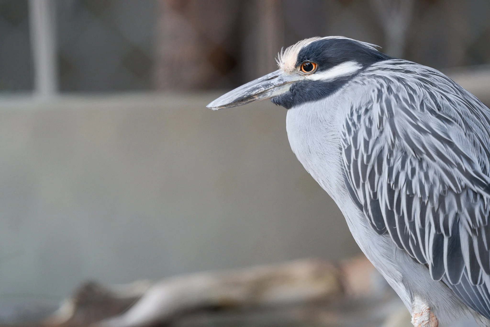 Close-up of a heron bird with black, white, and gray feathers and orange eyes, standing outdoors.