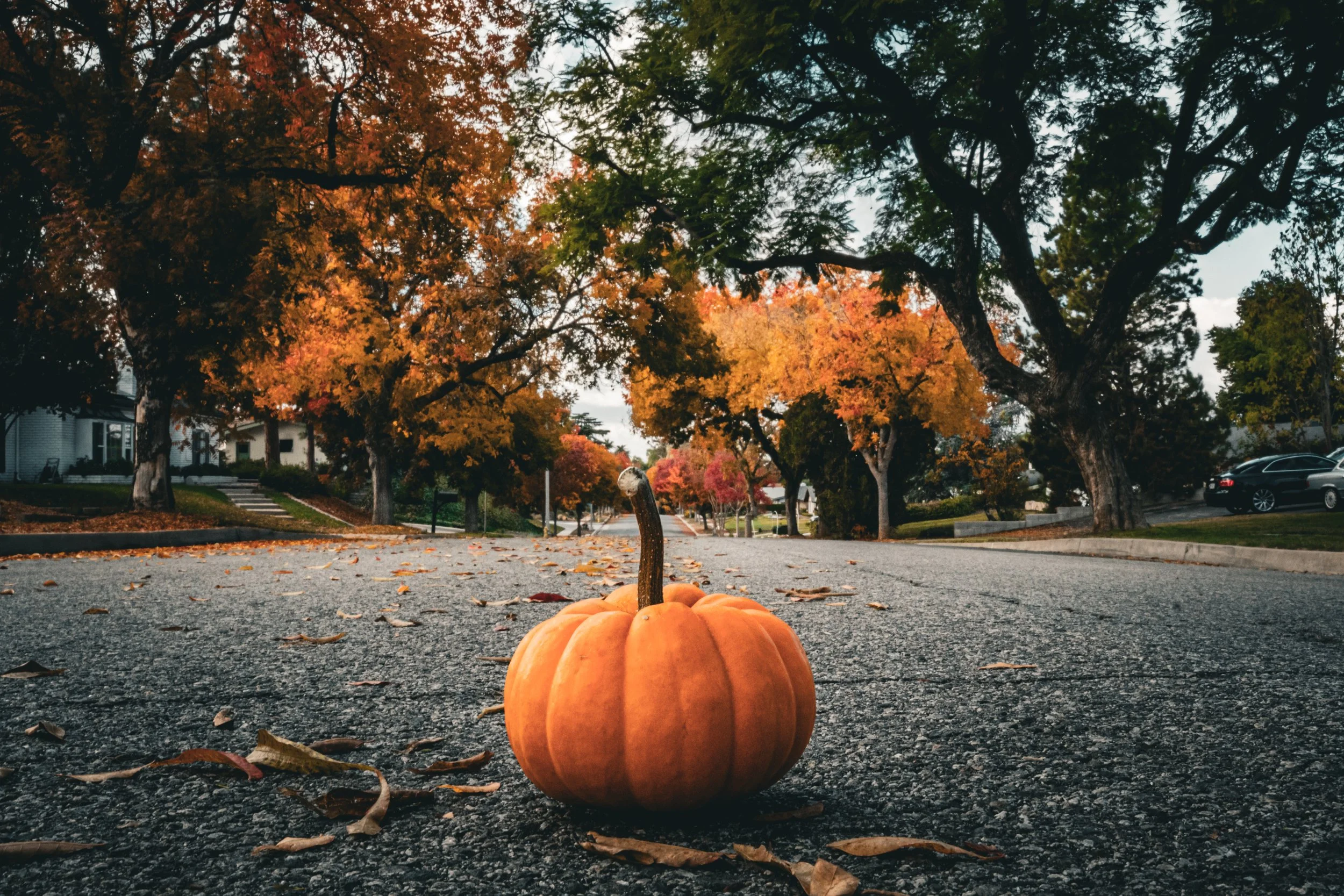 A pumpkin on a street with fallen leaves during autumn, with trees with colorful fall foliage and residential houses in the background.