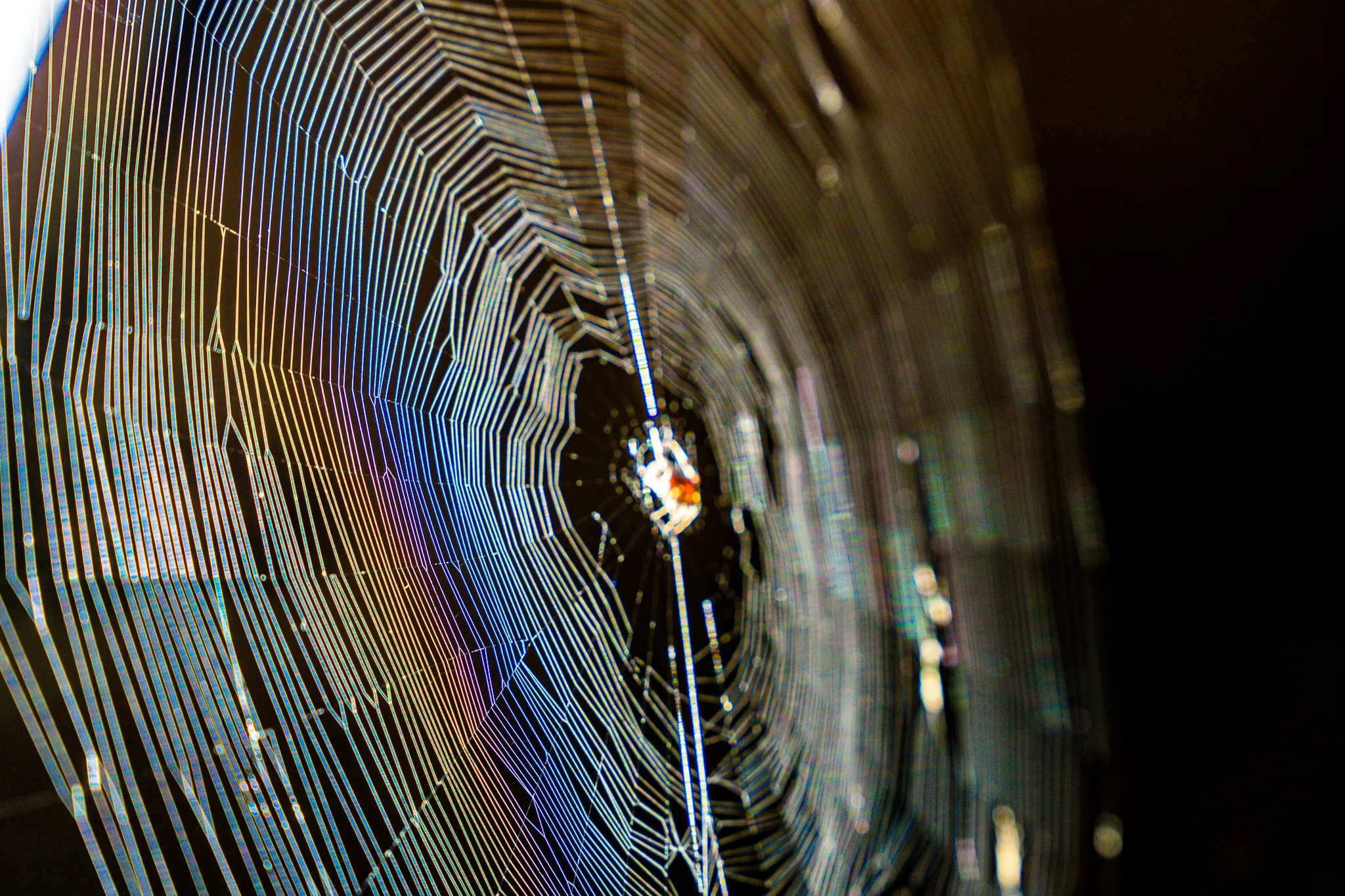 Close-up of a spider web with iridescent threads in a dark environment.