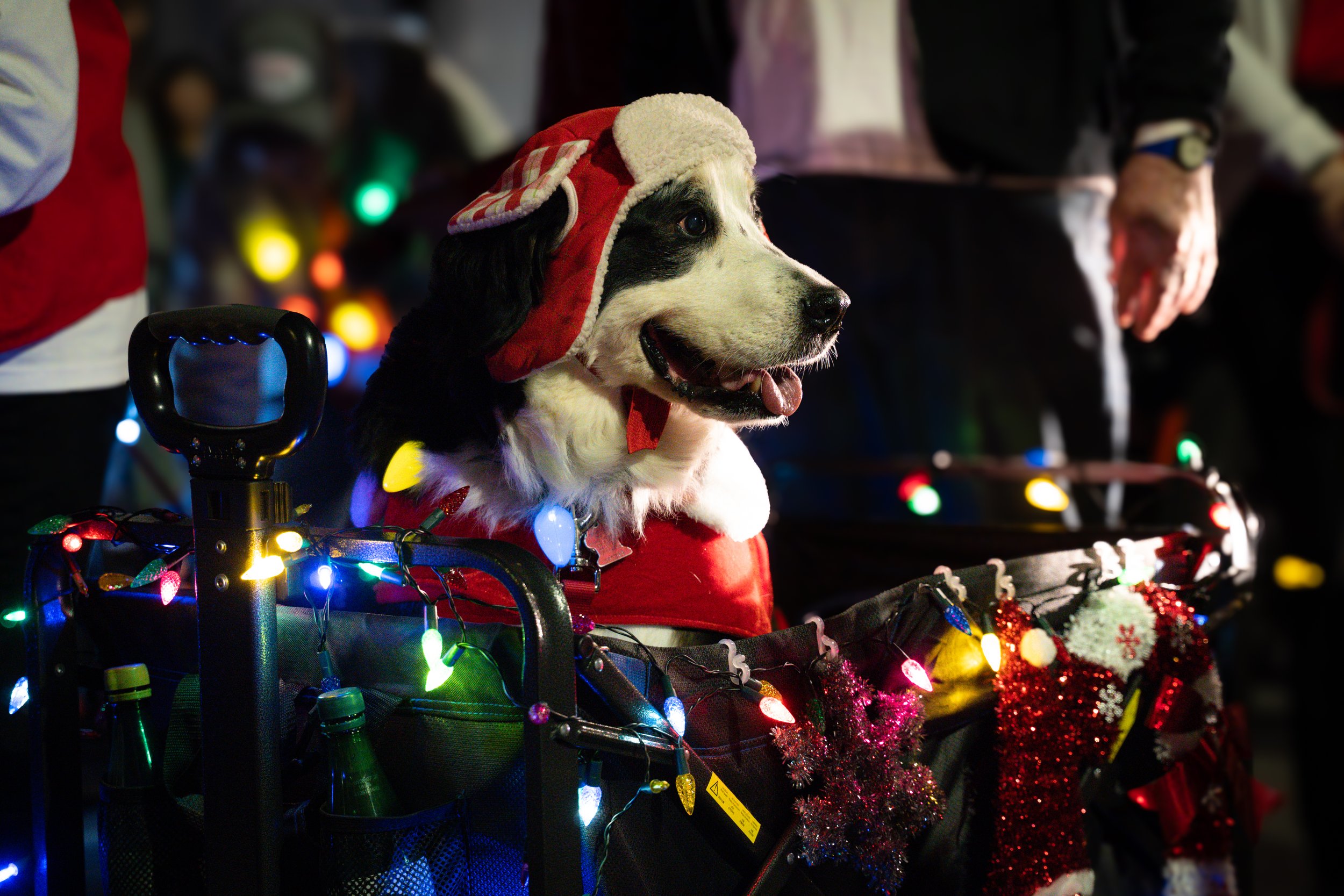 Dog wearing Christmas hat in decorated bike with colorful lights