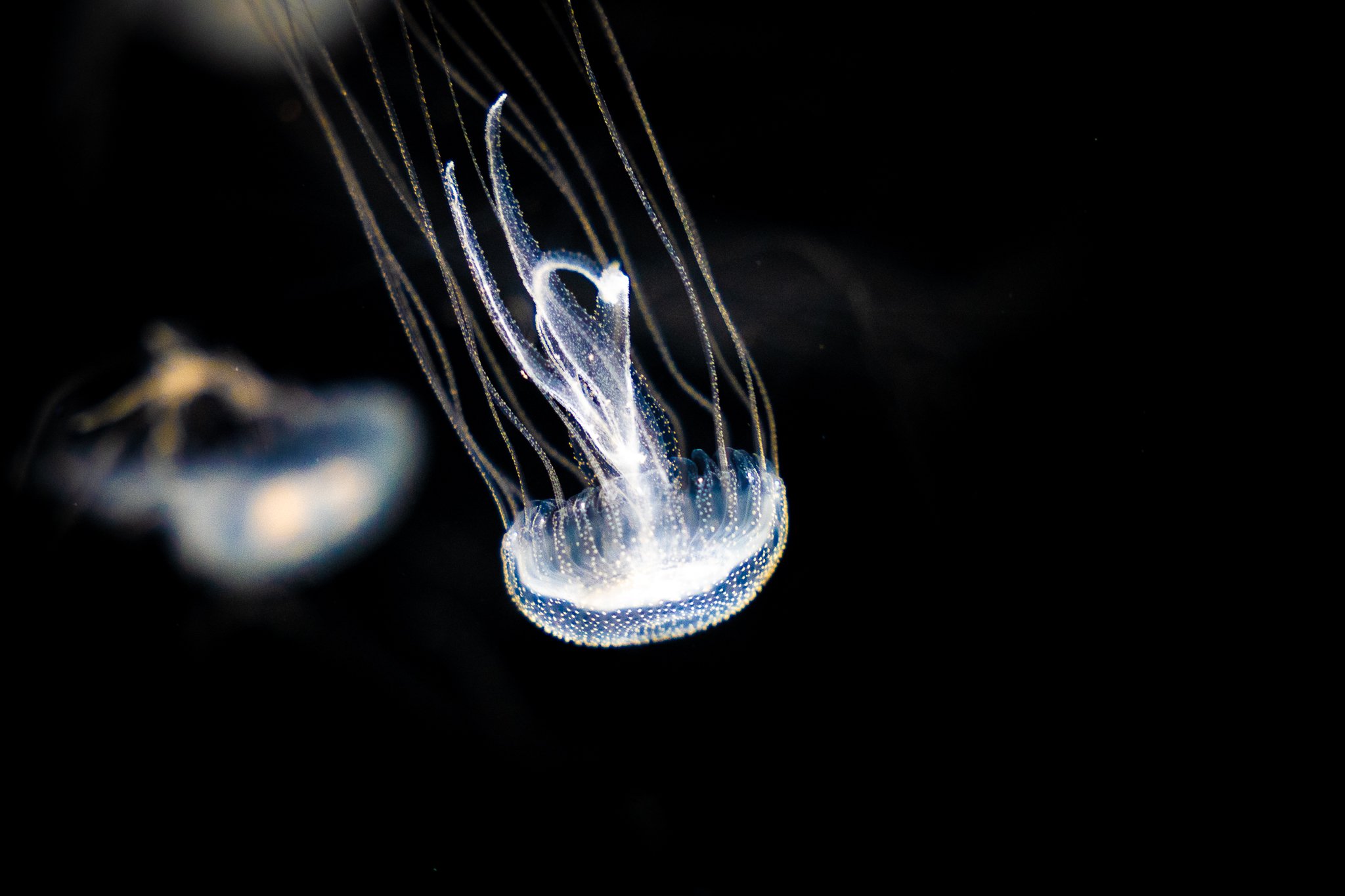 AquariamOfPacific2026_001-2.jpg