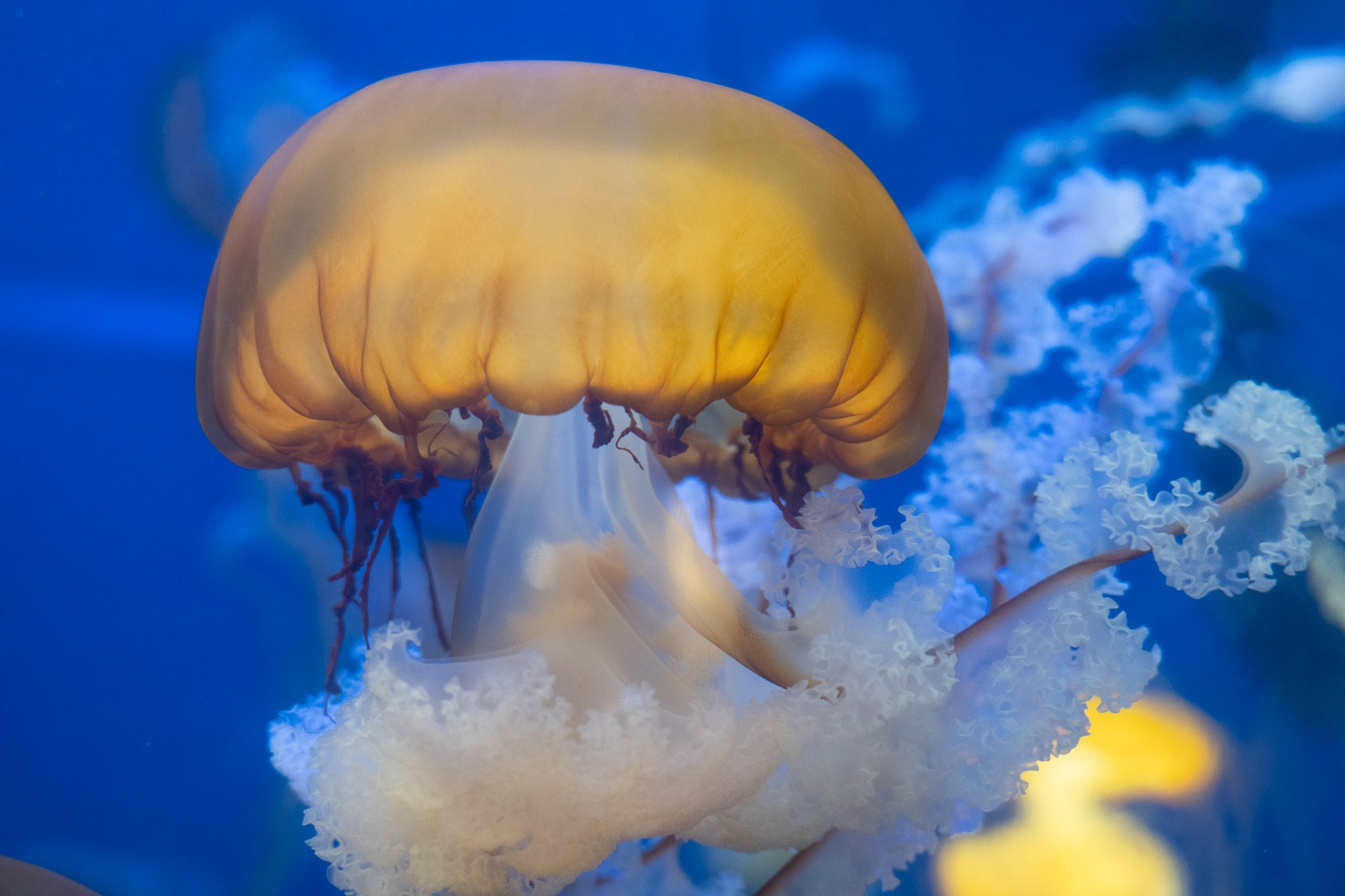 Close-up of a group of jellyfish swimming in blue water, showcasing their bell-shaped bodies and trailing tentacles.