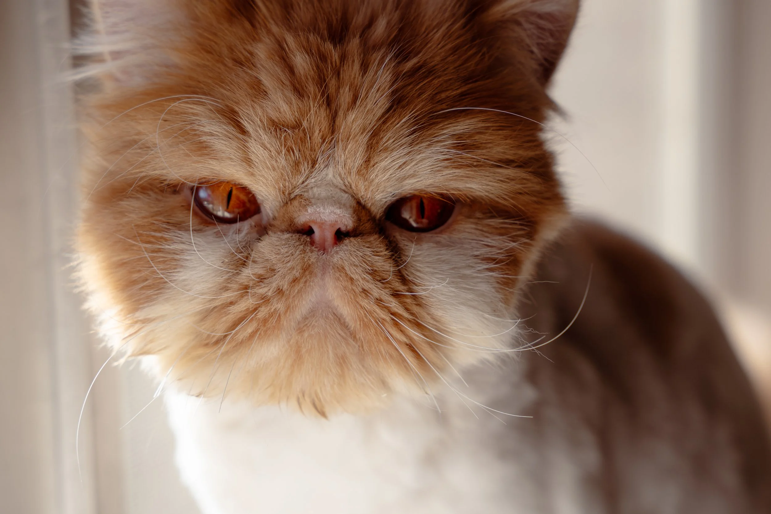 Close-up of an orange and white cat with a flat face and large, amber eyes.