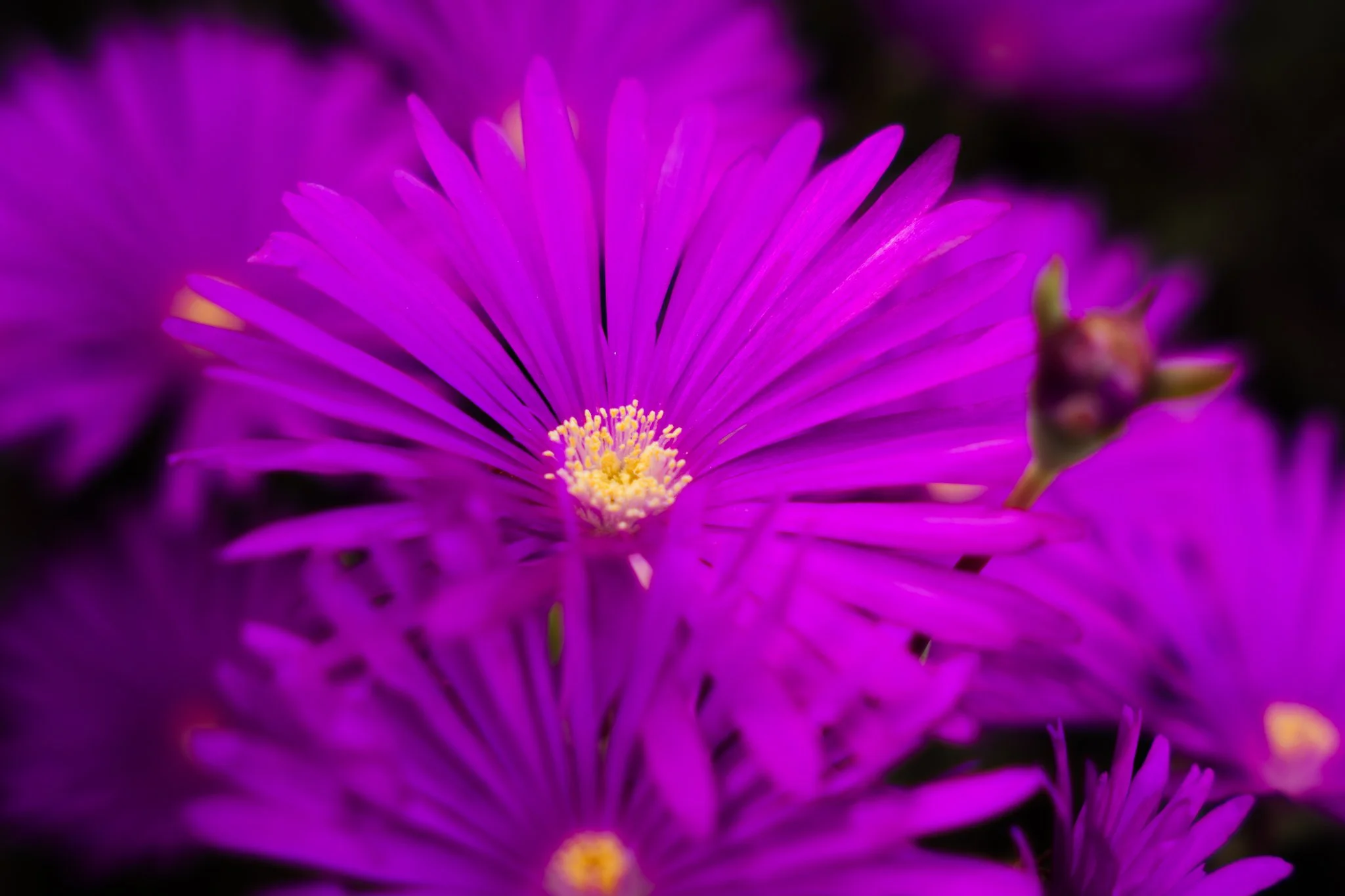 Close-up of a vibrant purple flower with numerous thin petals radiating from a central yellow cluster of stamens.
