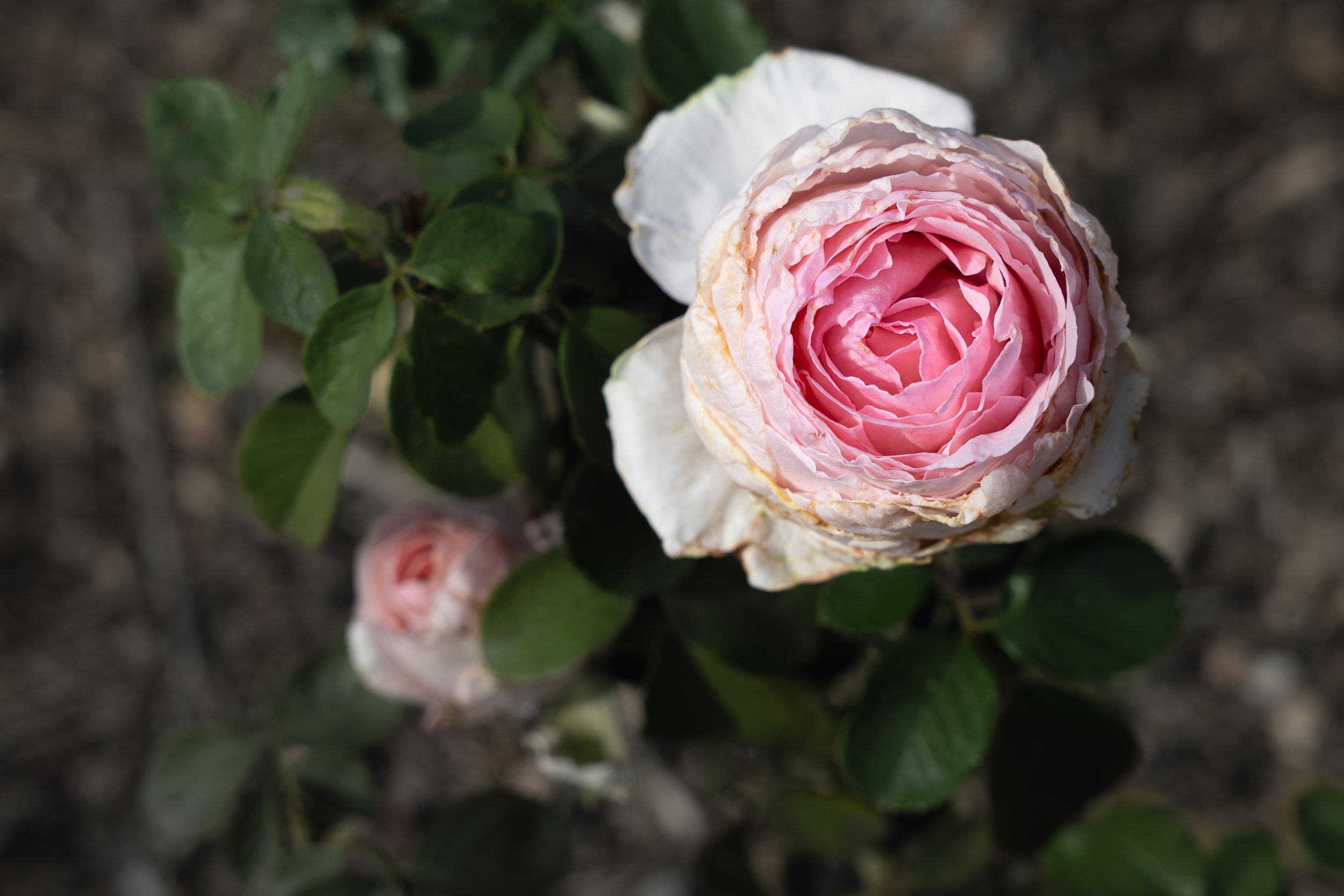 A close-up of a pink and white rose flower with green leaves on a dark soil background.