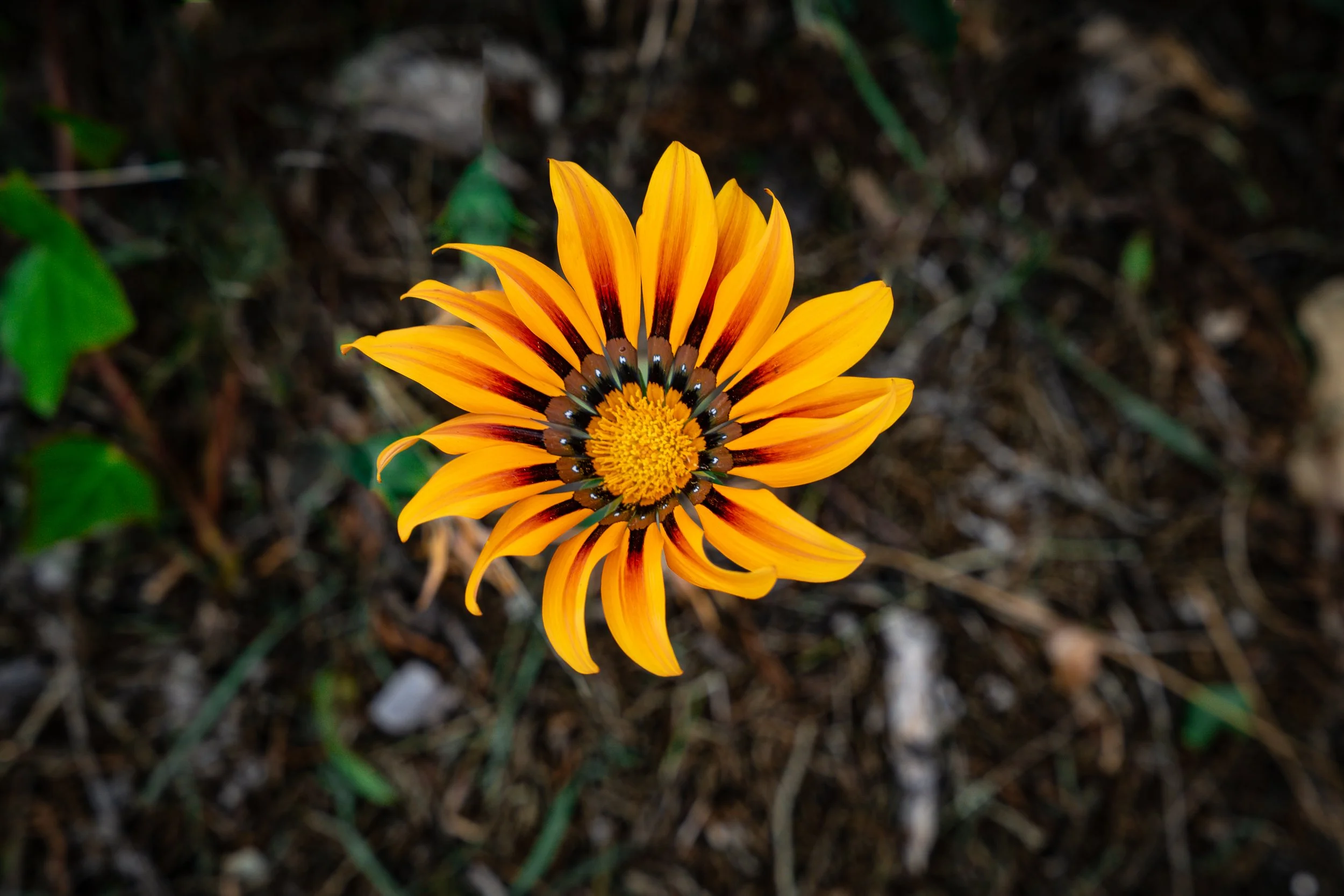 Bright orange flower with dark red and black markings on the petals, centered with a yellow core, set against a blurry natural ground background.