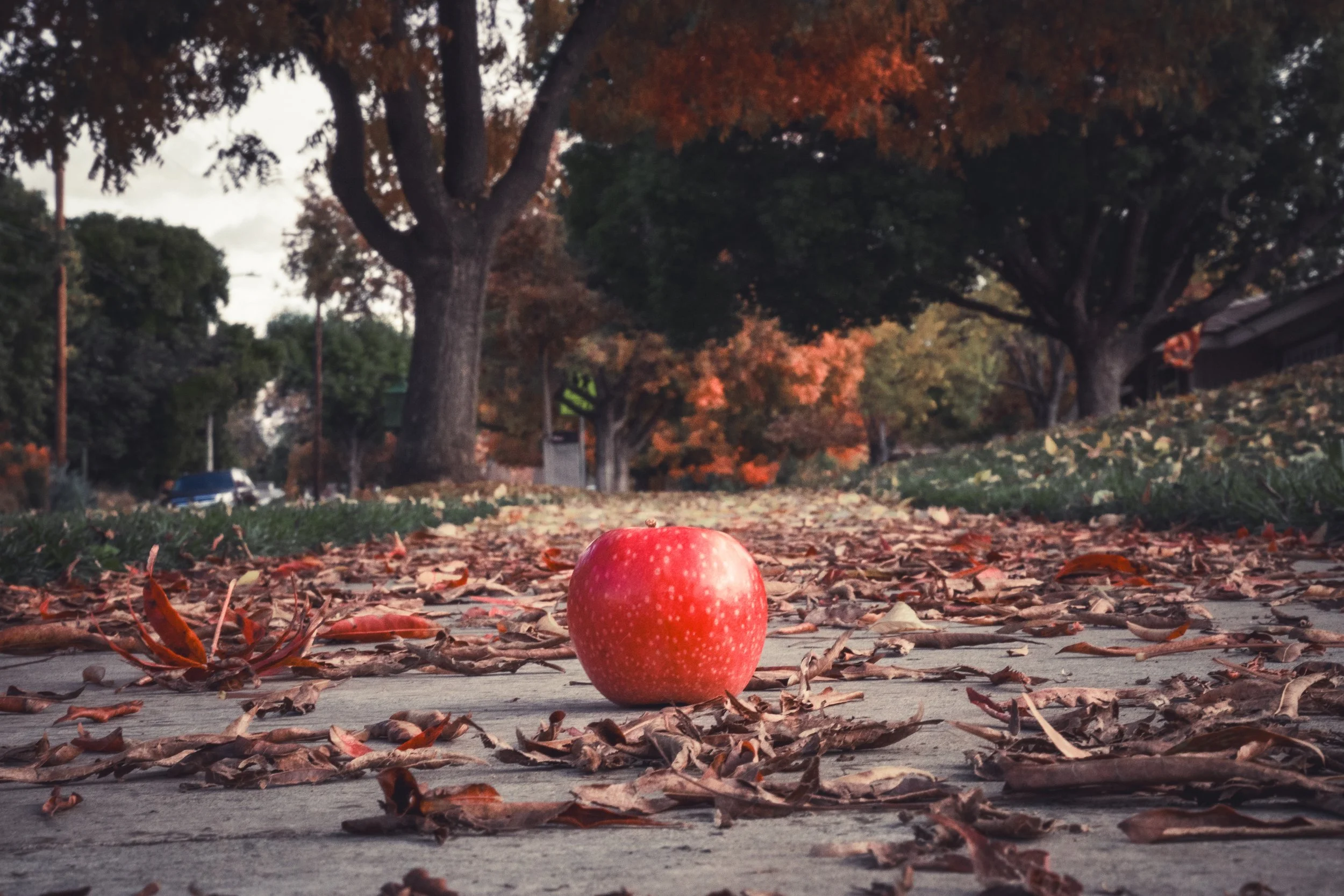 A red apple on the ground amidst fallen autumn leaves in a park with trees showing fall colors and a cloudy sky in the background.