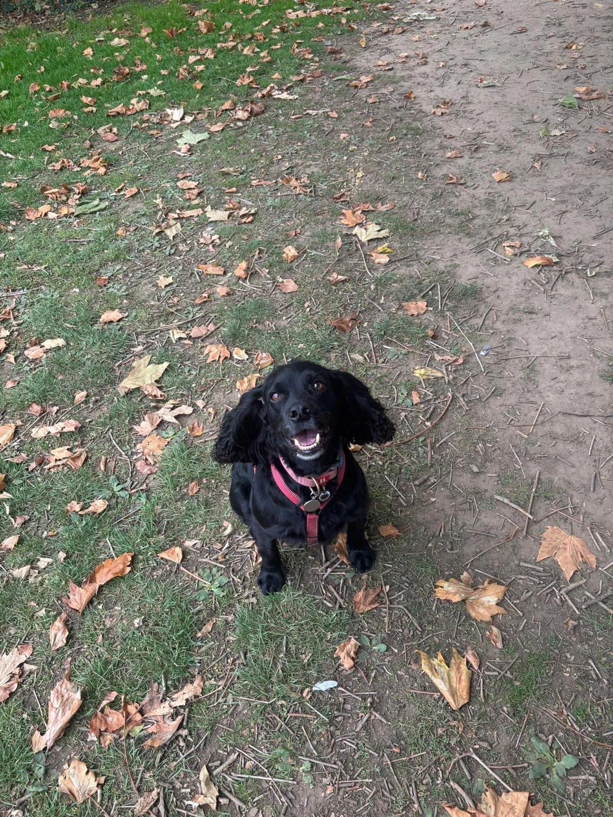 A happy black dog with long ears, wearing a pink harness, sitting on a ground covered with dried fallen leaves and green grass in a park.