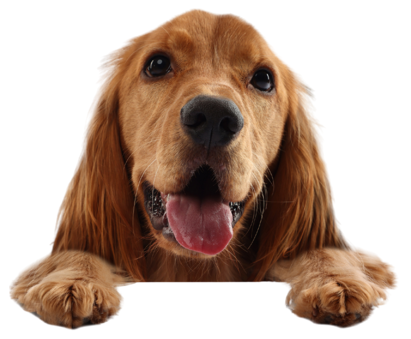 Close-up of a happy golden retriever with its tongue out, lying down.