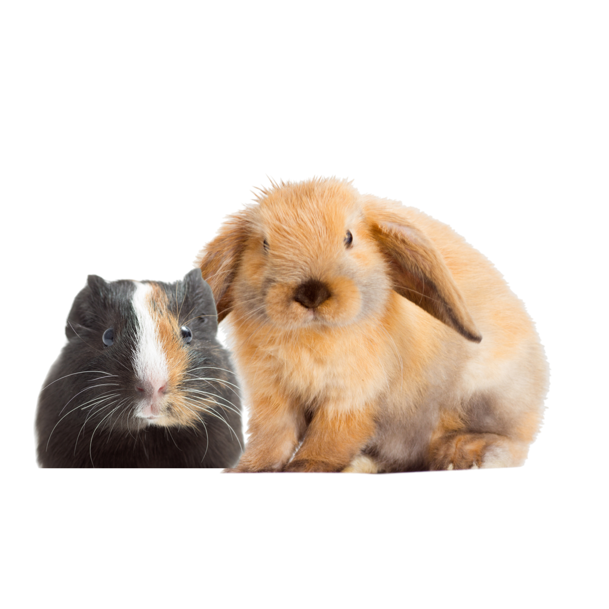Close-up of a guinea pig with orange fur, and a black and white guinea pig next to it.