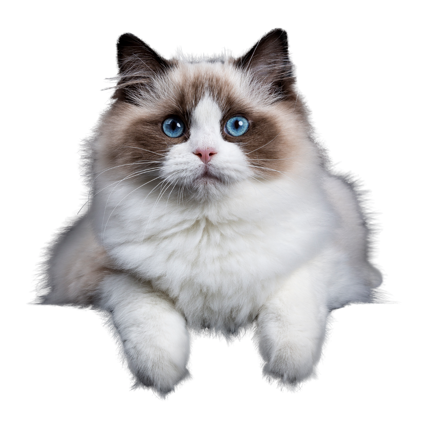 A fluffy Ragdoll cat with blue eyes and a tuxedo-like face, lying down against a black background.