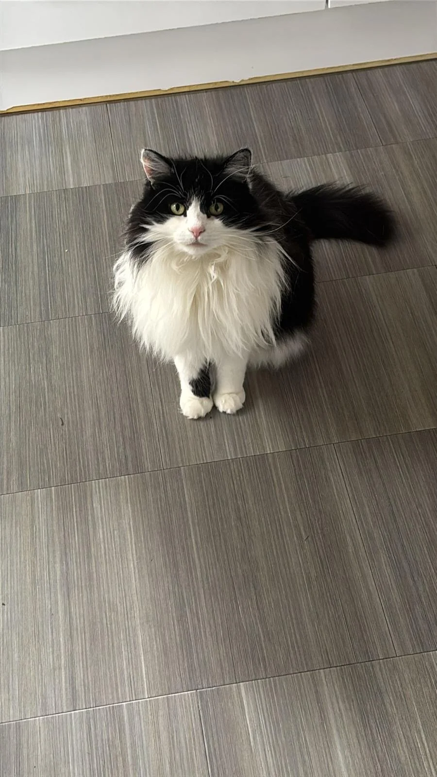 A black and white long-haired cat sitting on a wooden floor, looking up at the camera.