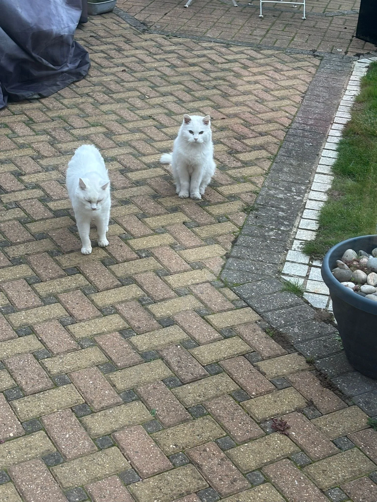 Two white cats sitting on a brick-paved outdoor area near the edge of a grassy patch, with one cat looking directly at the camera and the other with closed eyes.