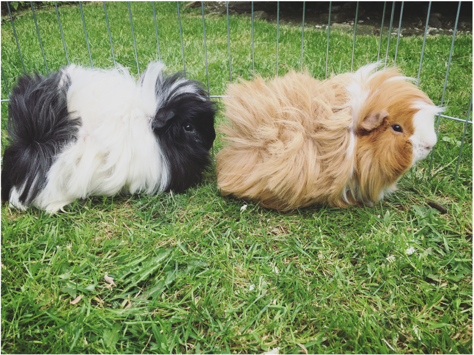 Two guinea pigs resting on grass inside a wire enclosure, one with black and white fur and the other with brown and white fur.