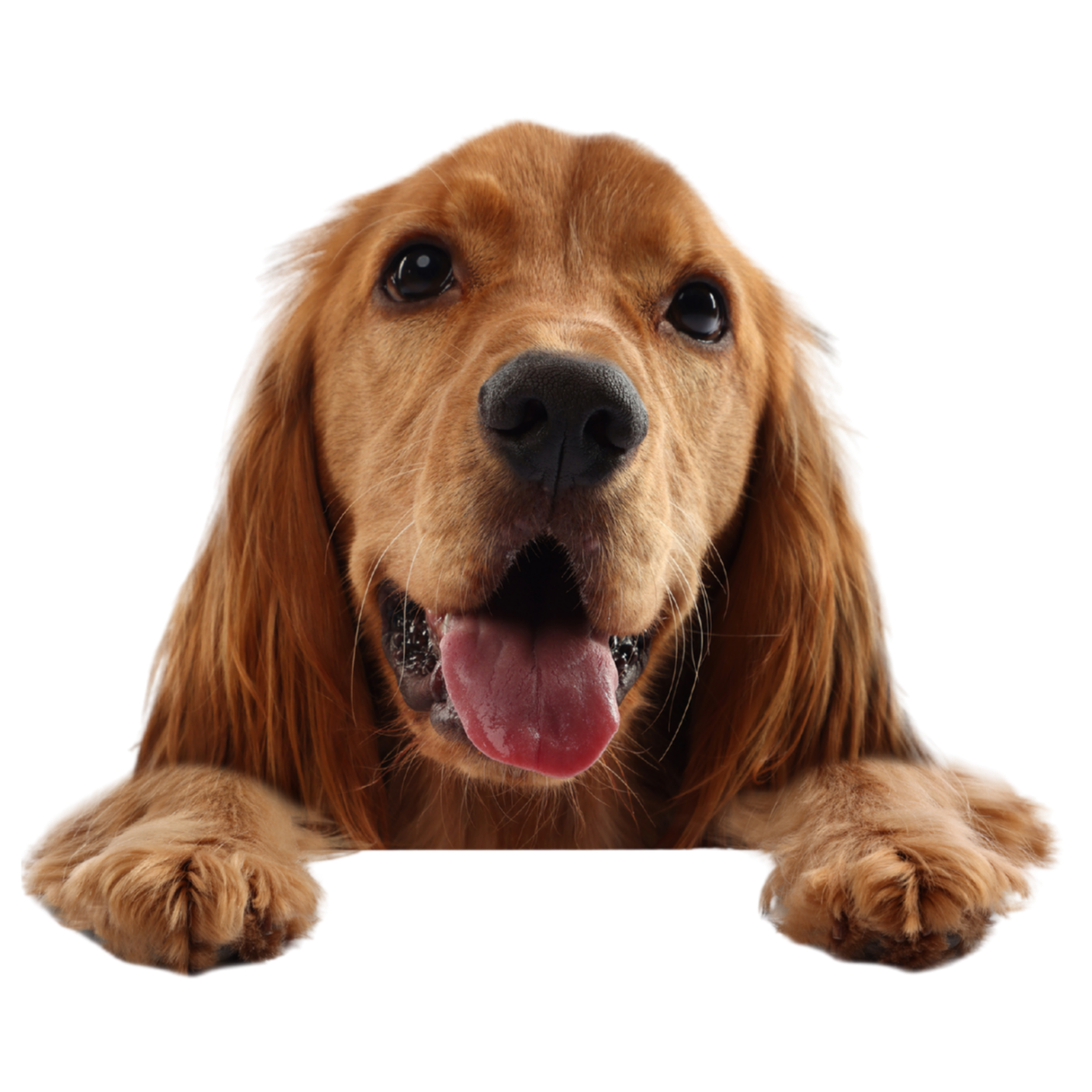 Close-up of a happy golden retriever puppy with its mouth open and tongue out, lying down.