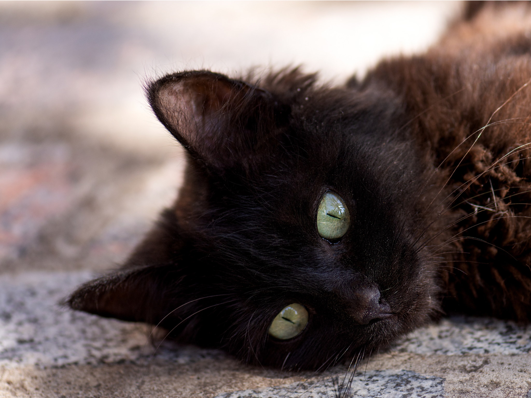 Close-up of a black cat lying on the ground with its head resting on the surface, showing its striking green eyes and soft fur.