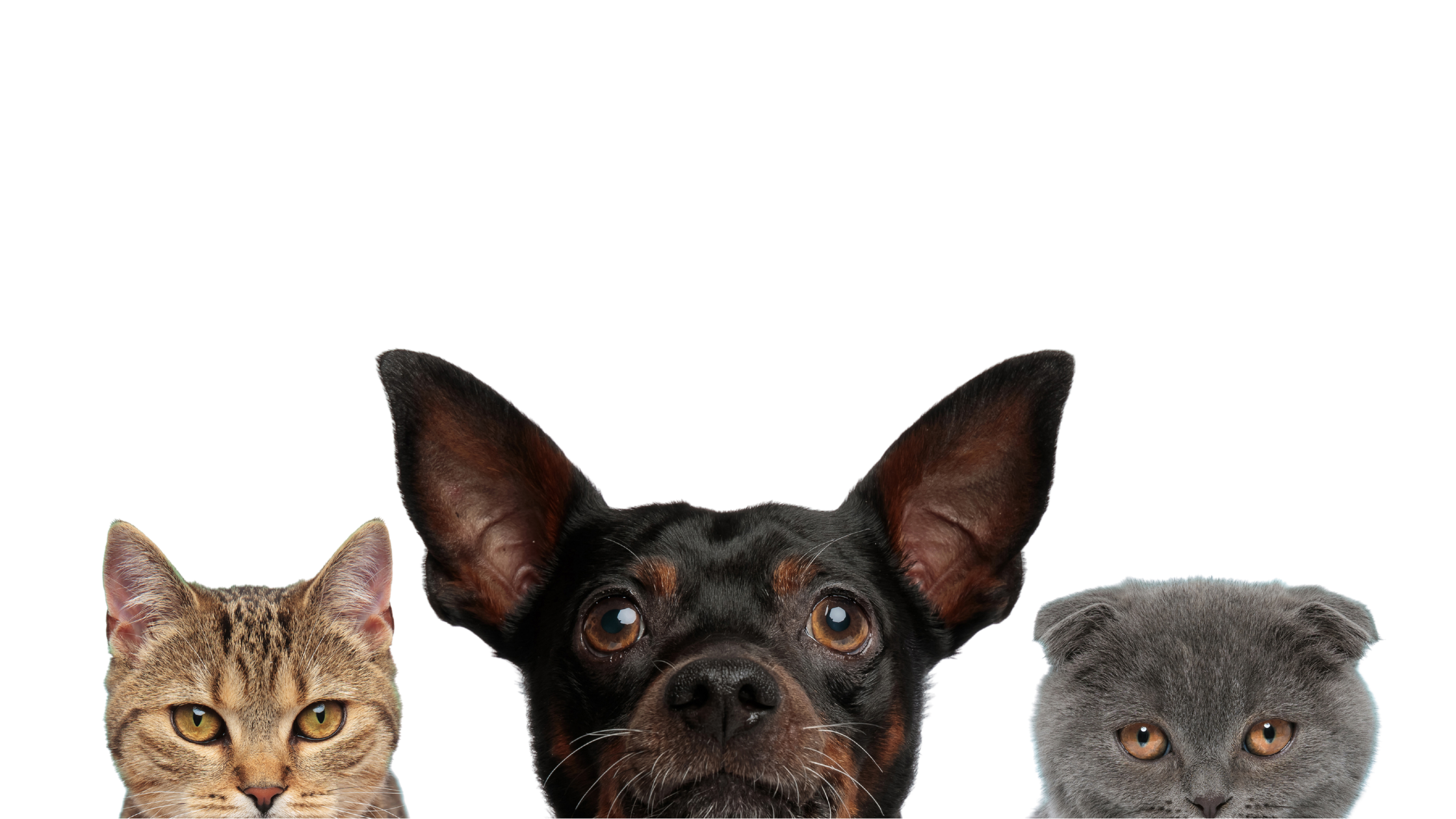 Close-up of three pets including a tabby cat, a black and tan dog, and a gray cat, all facing forward against a black background.