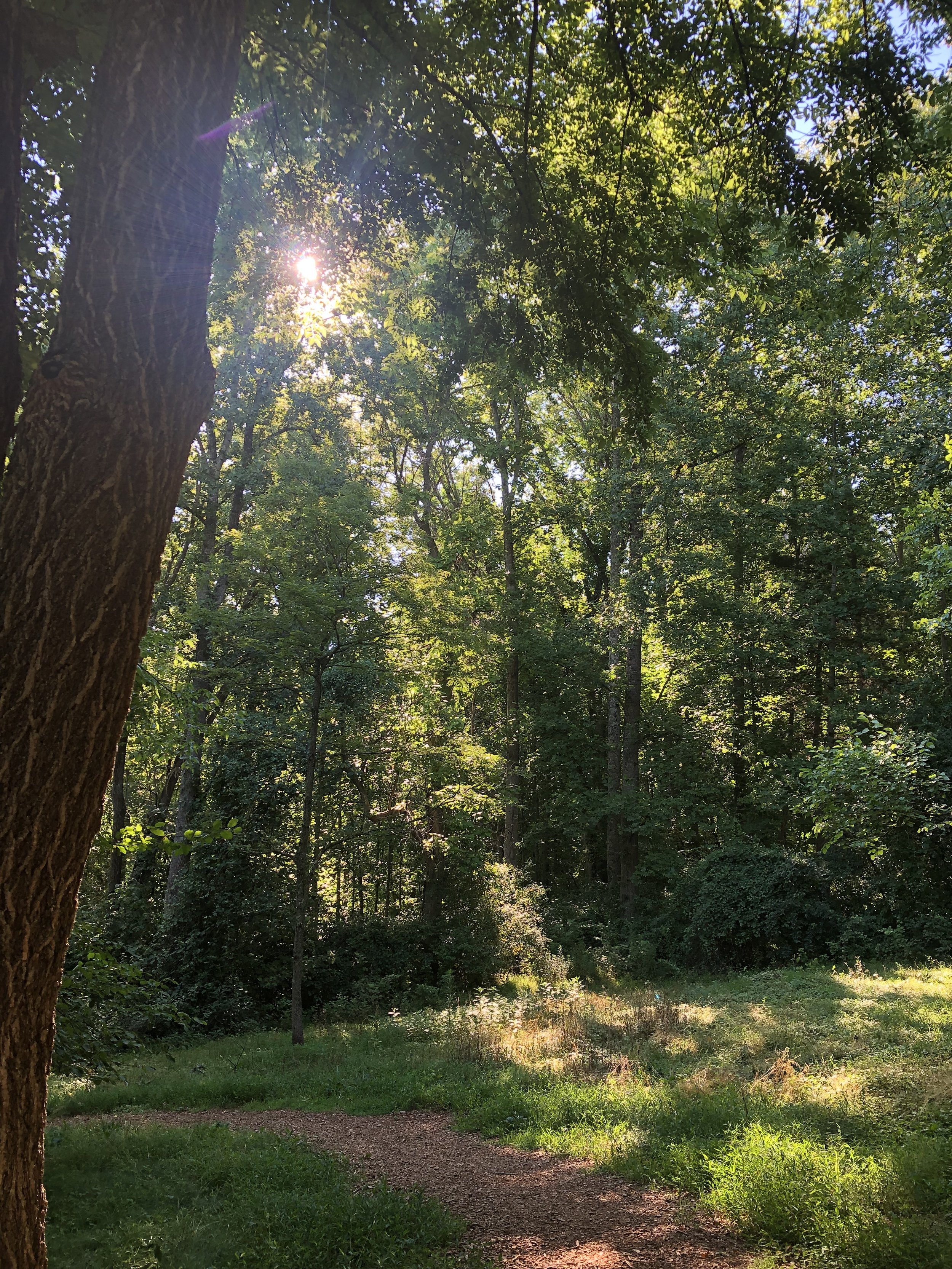 A peaceful forest scene with tall trees and lush green foliage. Sunlight filters through the leaves, creating patches of brightness on the ground and a sunlit path winding through the trees.