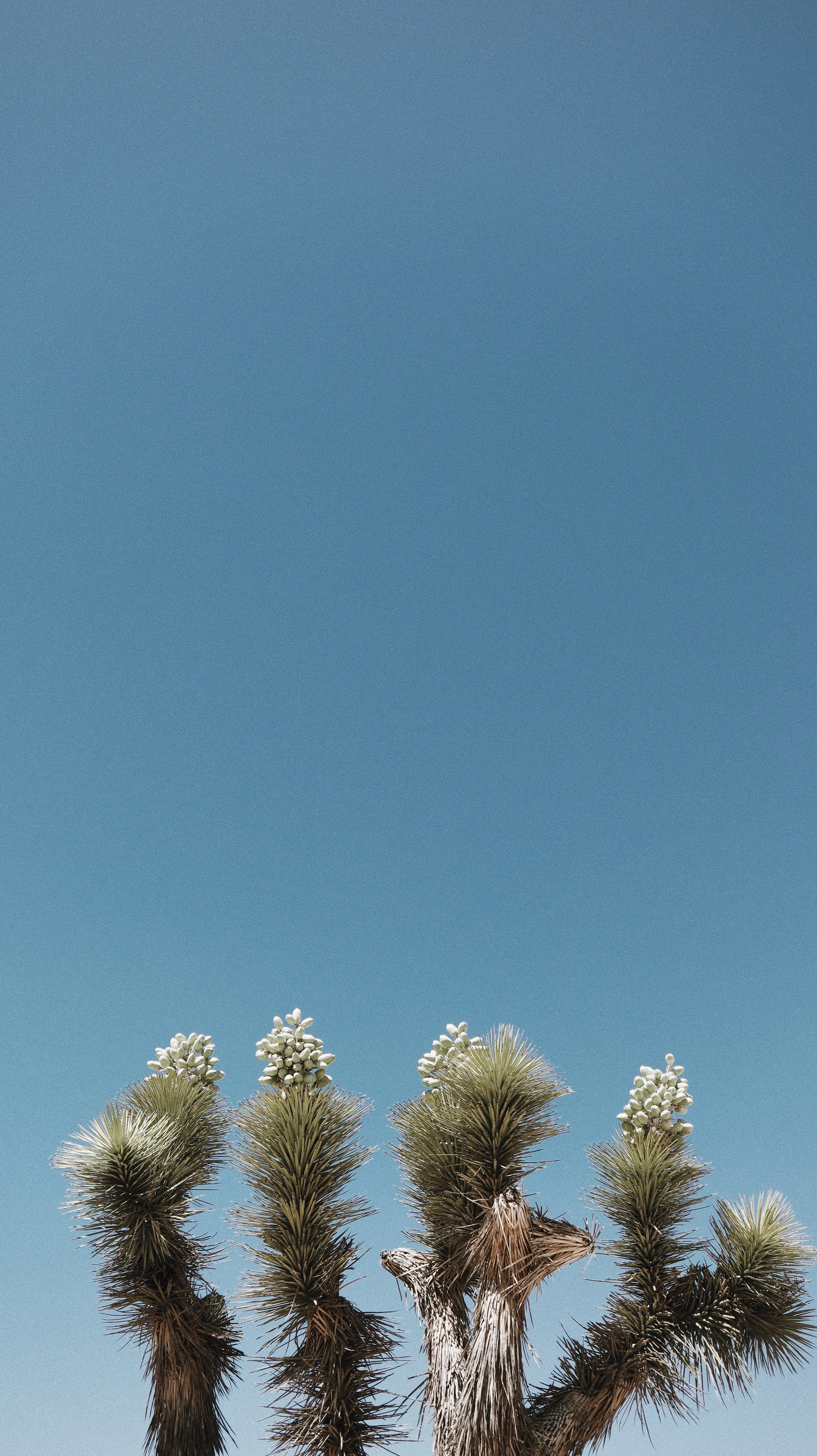 A desert plant, likely a Joshua Tree, with spiky leaves and white flowers against a clear blue sky.