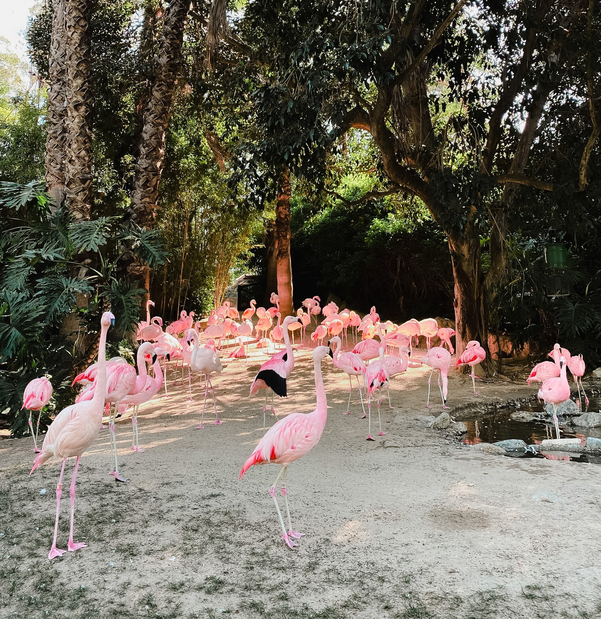A large group of pink flamingos gathered together in a shaded outdoor setting with trees and greenery in the background.