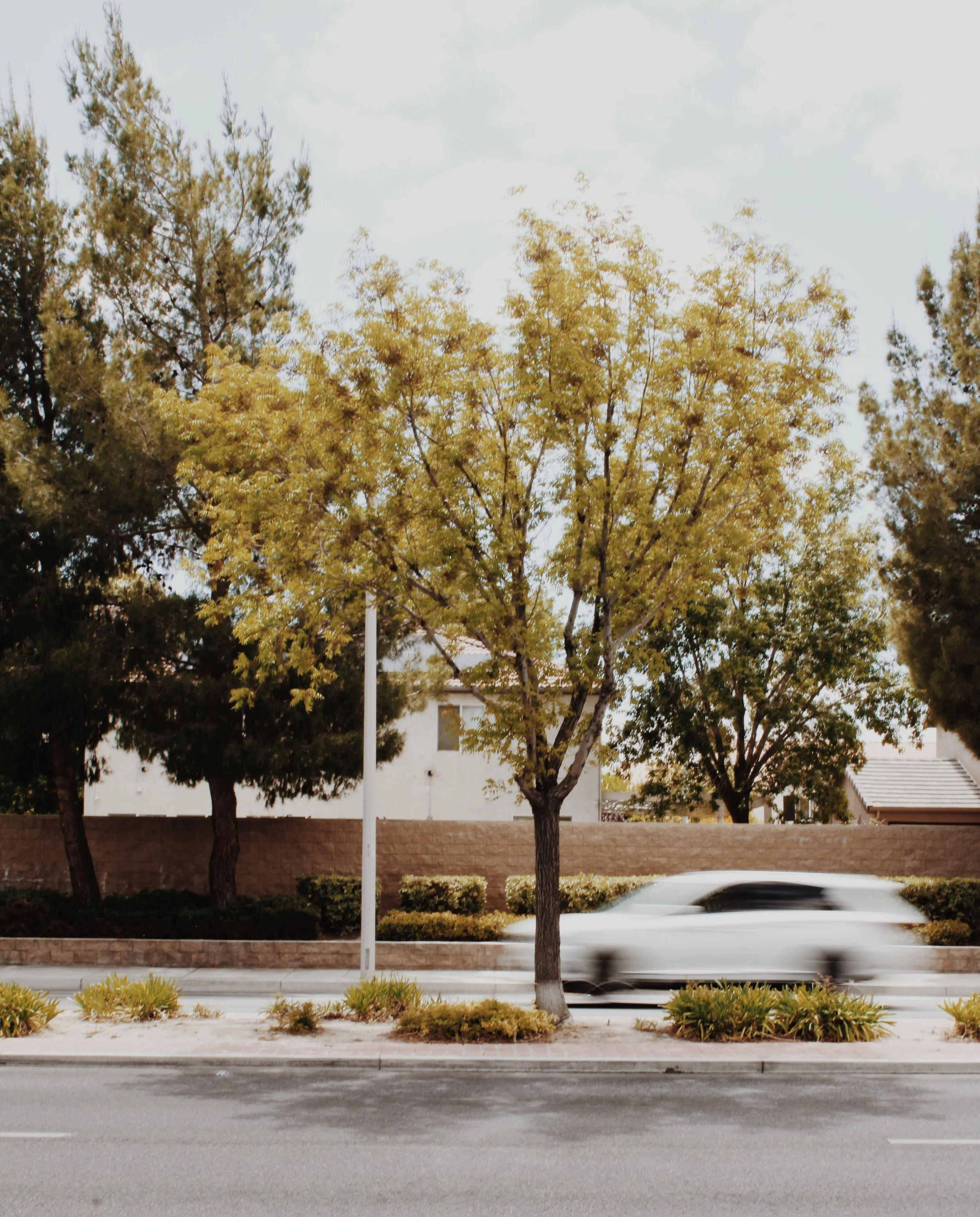Photo of three trees with yellow and green leaves in a landscaped area with bushes and a brick wall in the background. A white car is passing by on the road in front of the trees.