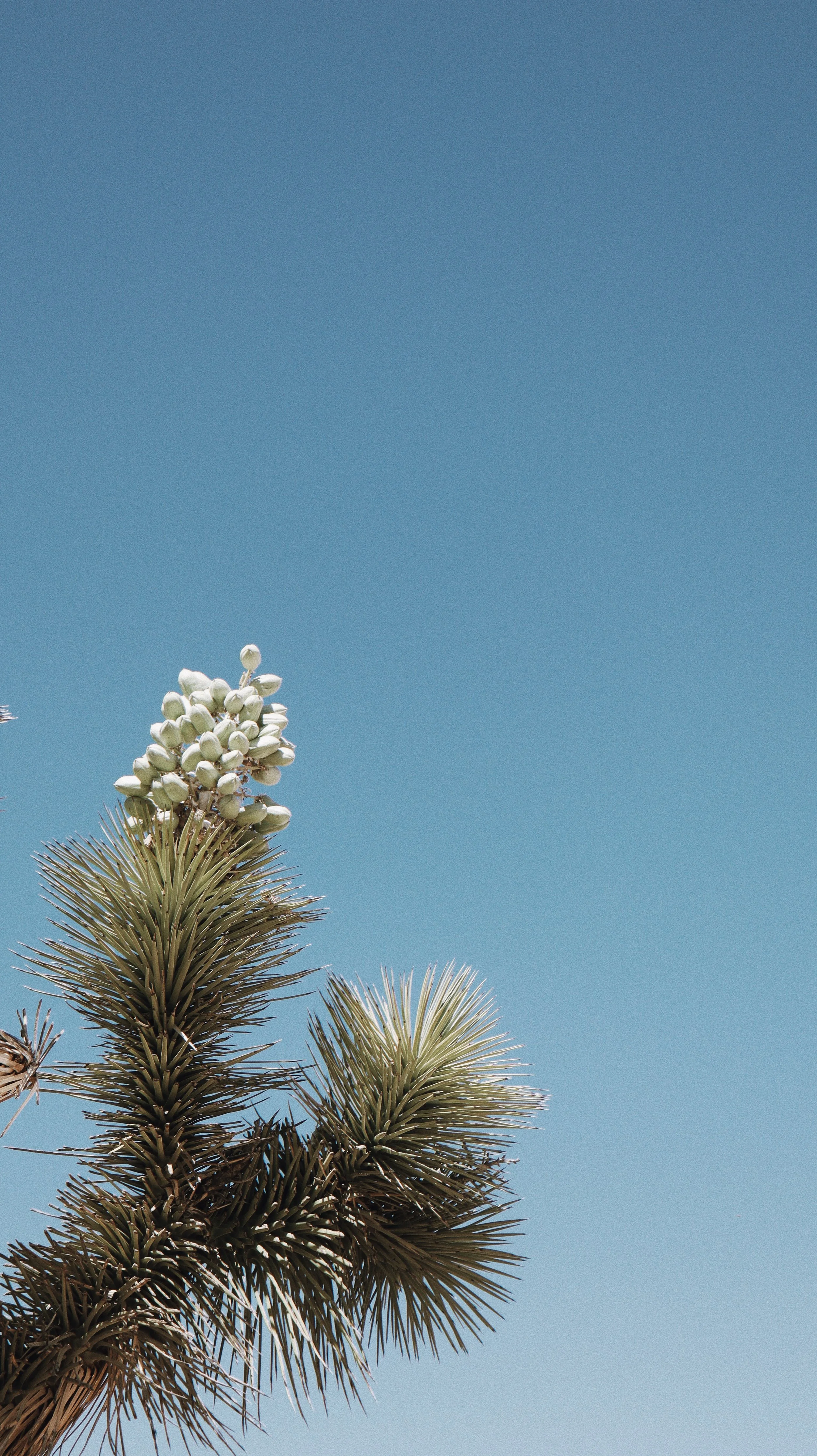 A close-up of a Joshua tree with a cluster of seed pods at the top, set against a clear blue sky.