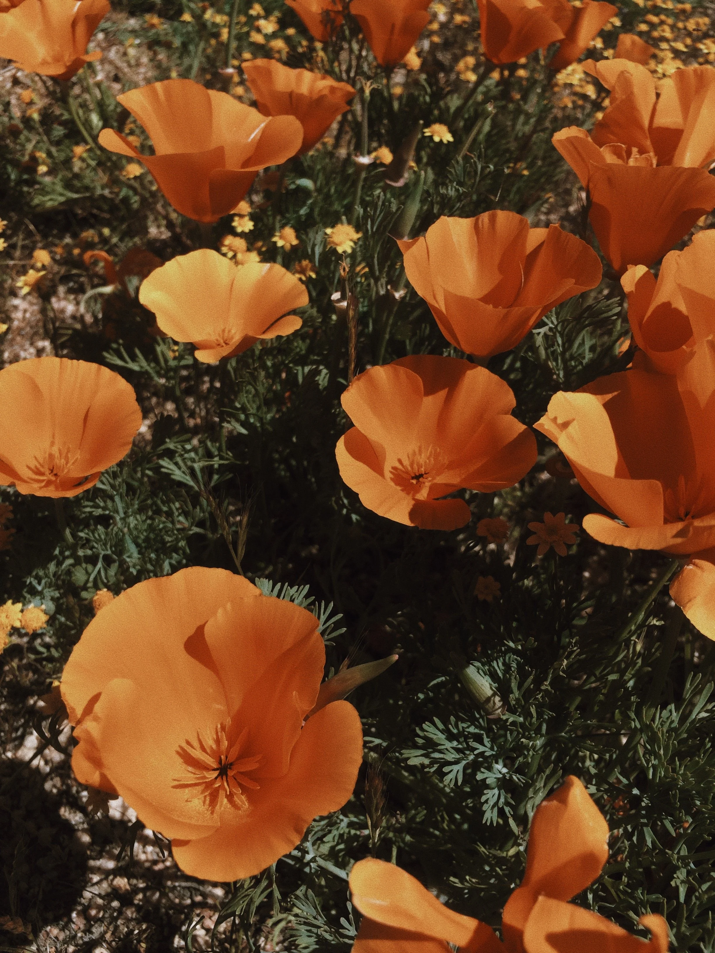 Close-up of orange poppy flowers with dark centers, surrounded by green foliage.