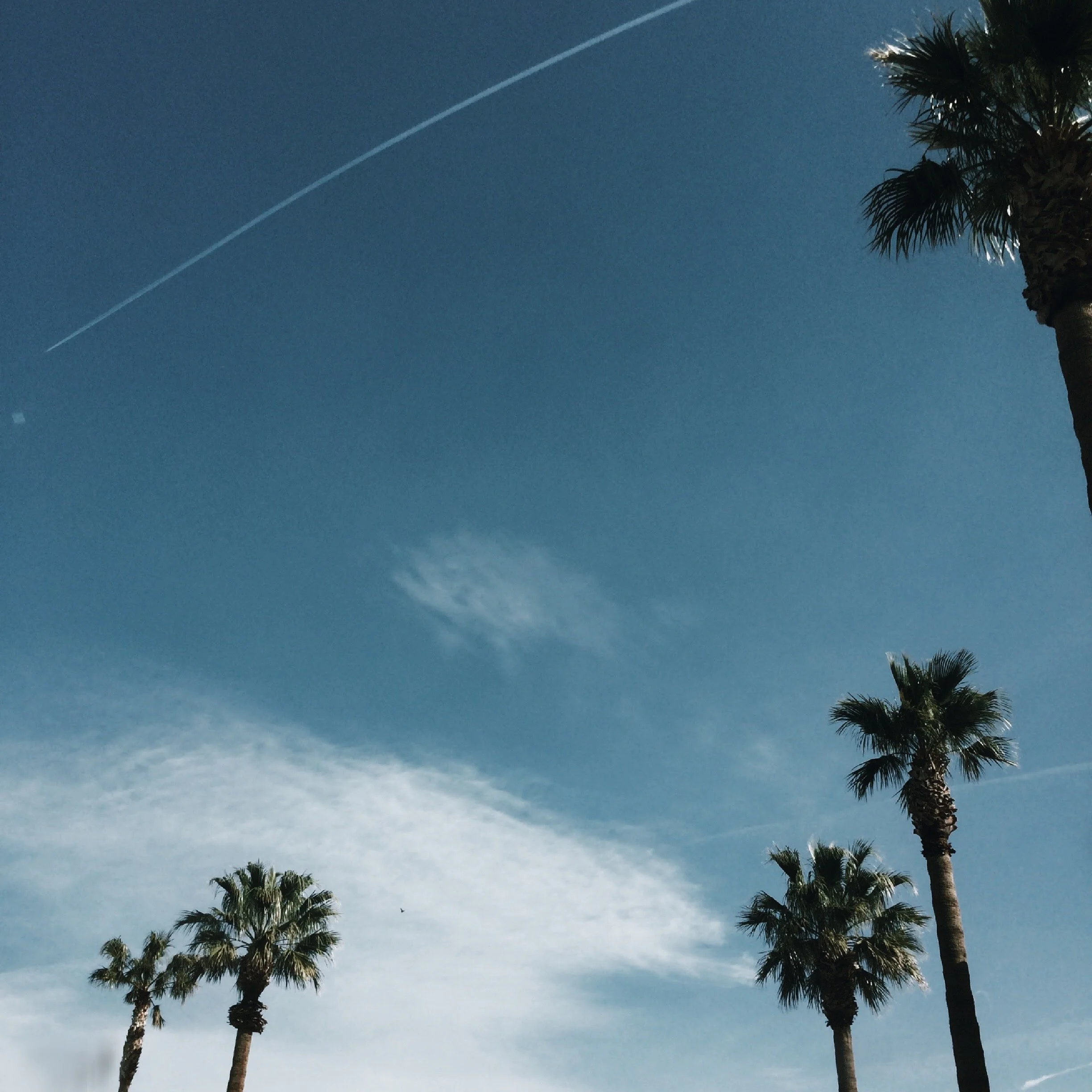 Blue sky with a faint airplane contrail and a small bird flying near tall palm trees.