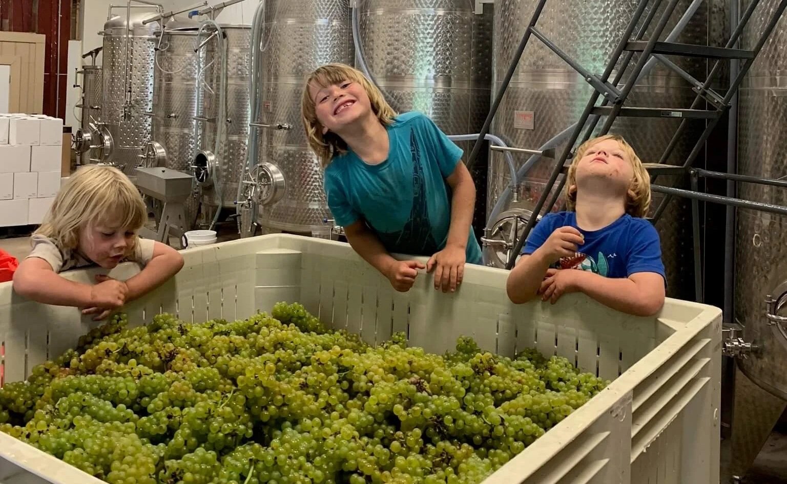 Three children with blonde hair and blue/gray shirts inspecting a large container of green grapes inside a winery or vineyard facility with stainless steel tanks in the background.