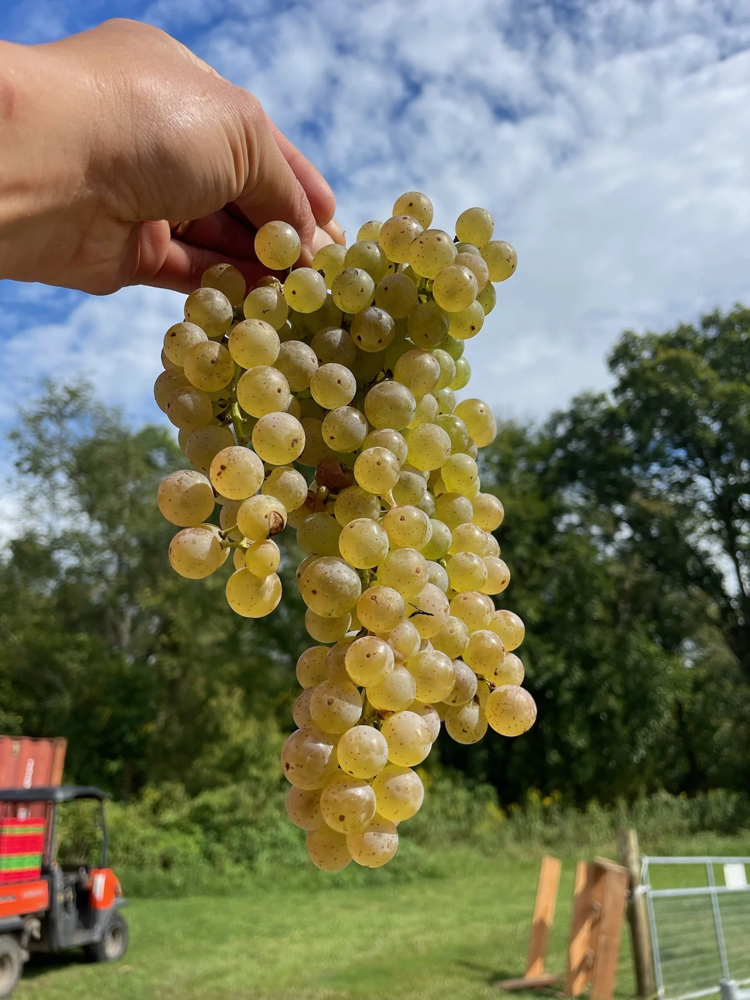 A bunch of green grapes hanging outdoors against a partly cloudy sky with trees and outdoor equipment in the background.