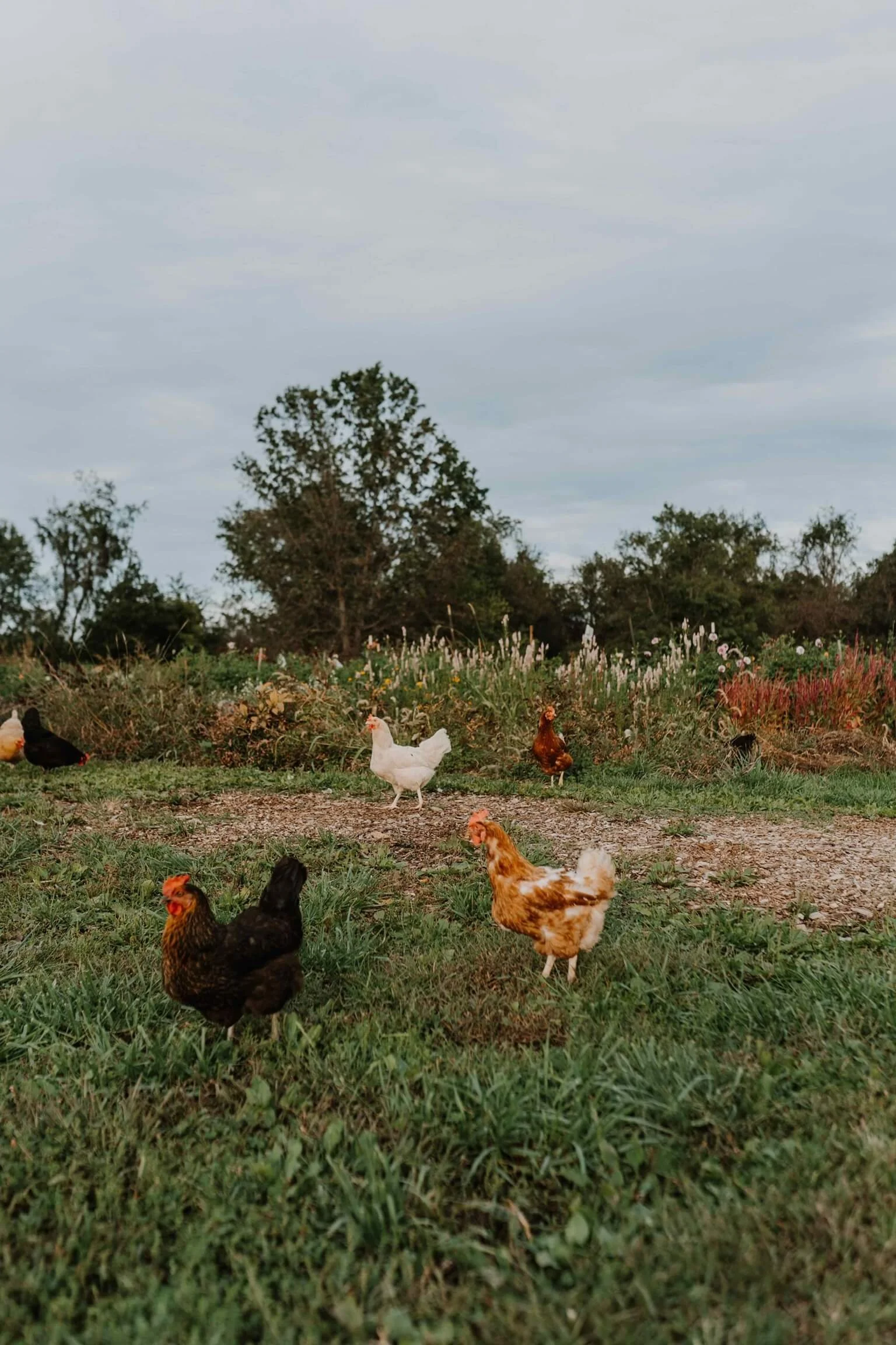 Rocklands-Farm-District-of-Columbia-DC-Maryland-Wedding-Photographer-The-Tangled-Tomato-368_Original.jpg