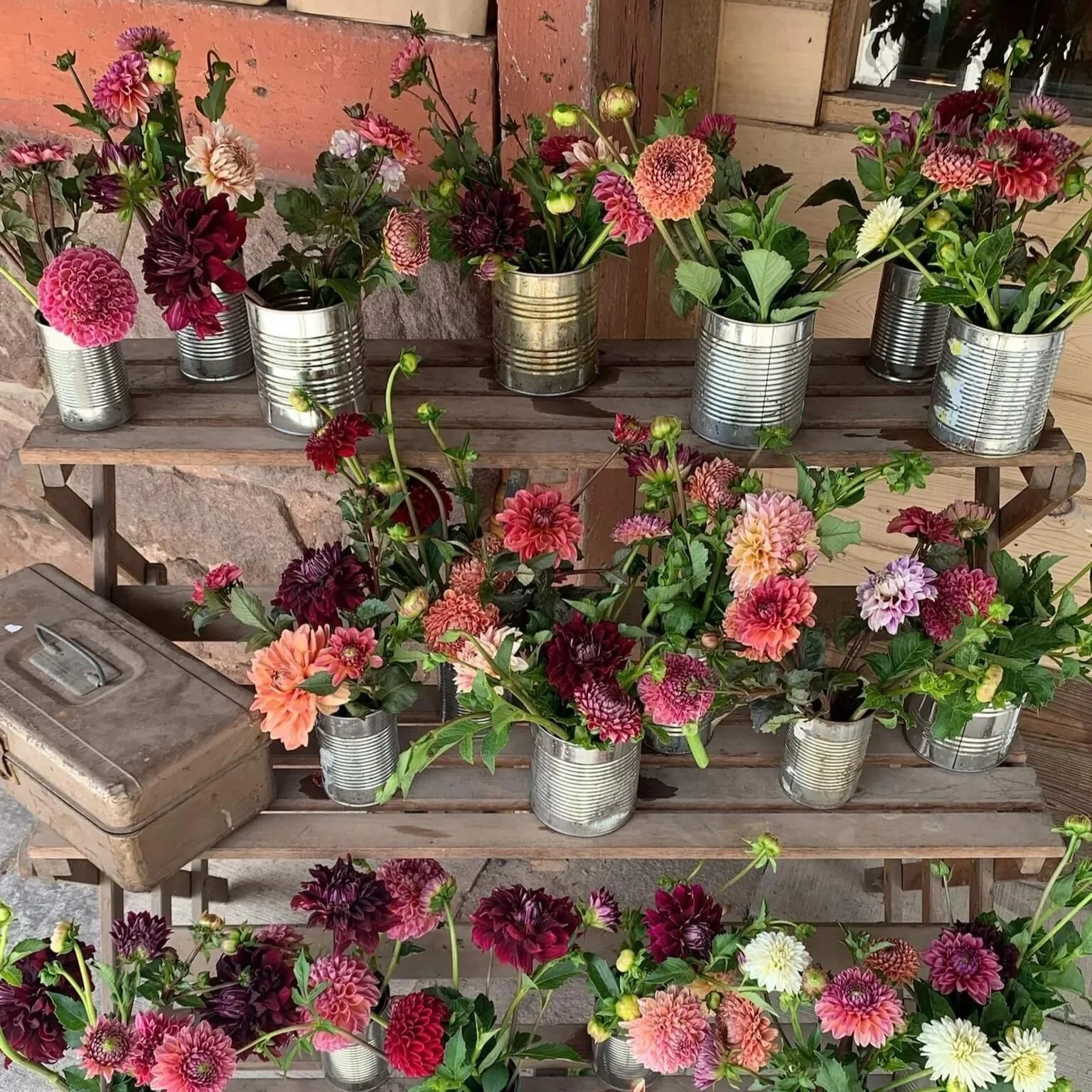 Various colorful dahlias in tin cans used as vases arranged on a wooden table with a brick wall and wooden panels in the background.