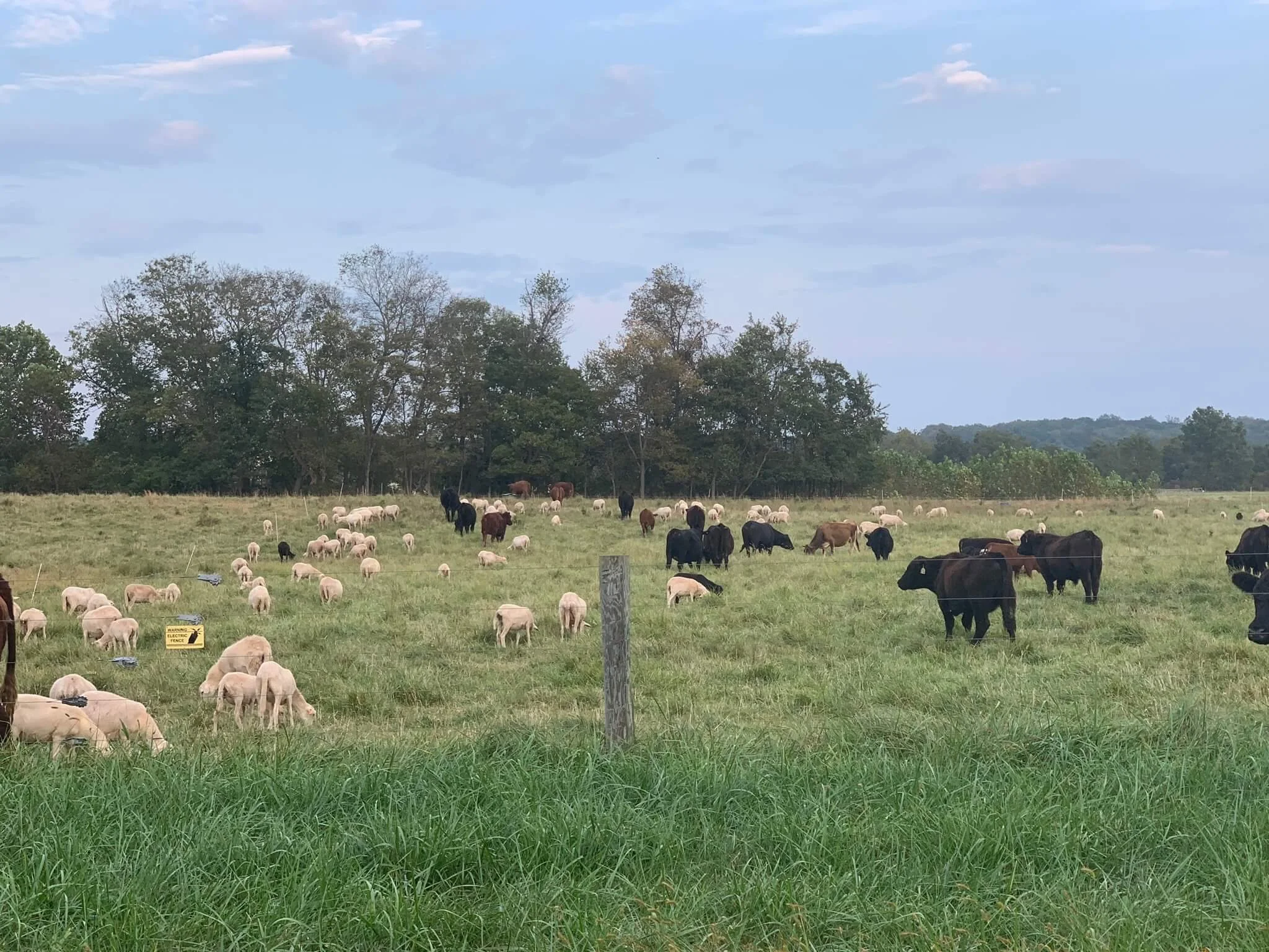 Open field with numerous sheep grazing, surrounded by trees and a partly cloudy sky.