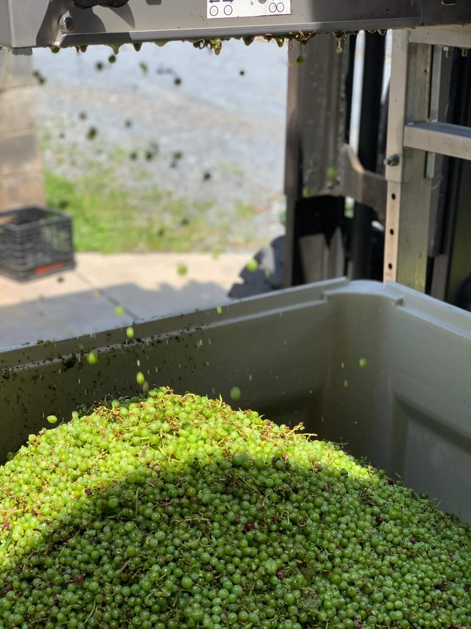 Green grapes are being collected or processed in a vineyard or winery setting.