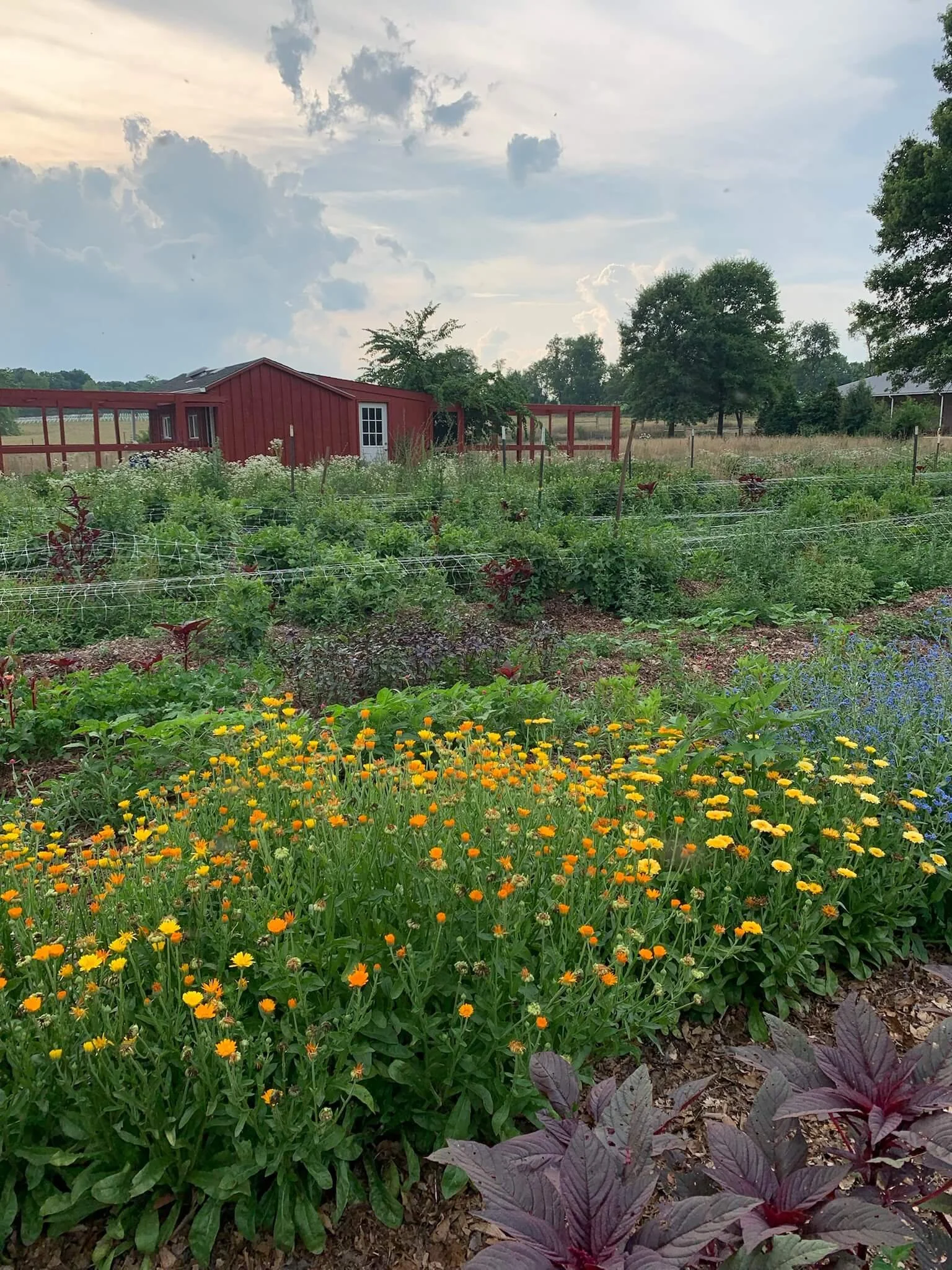 A garden with various flowering plants at Rocklands Farm Winery