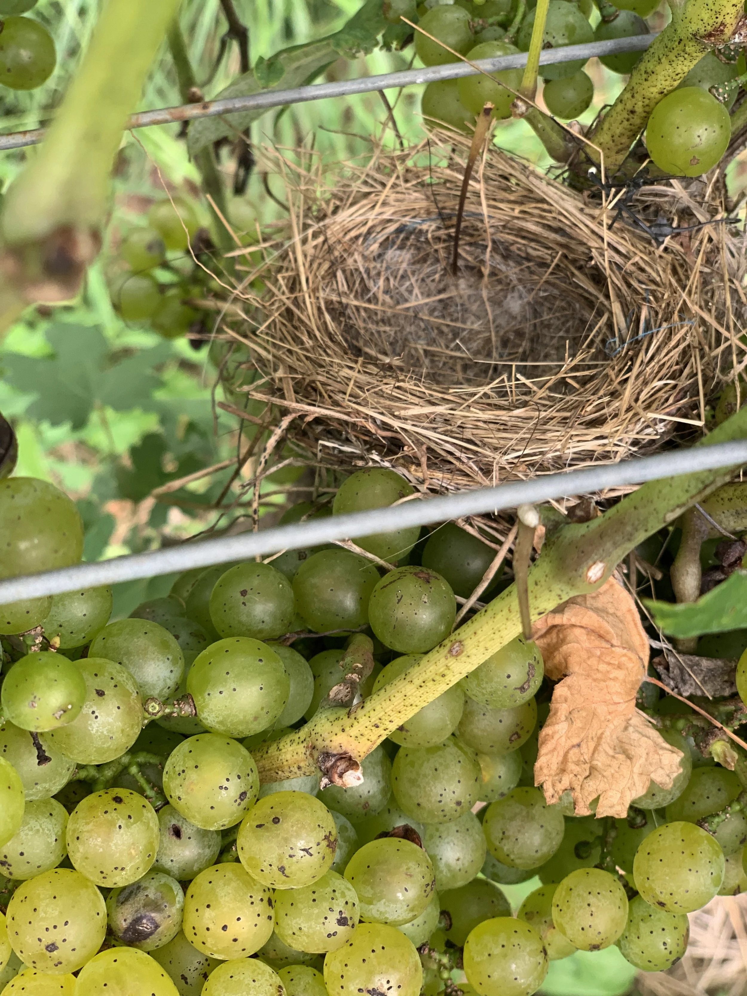 Close-up of a bird's nest surrounded by green grapes and grapevine leaves.