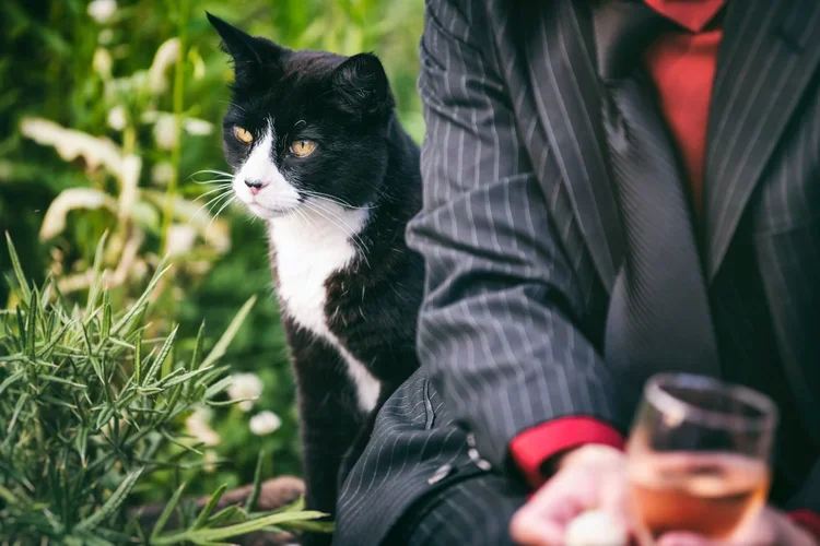 A black and white cat sitting outdoors next to a person in a pinstripe suit holding a glass of rosé wine.