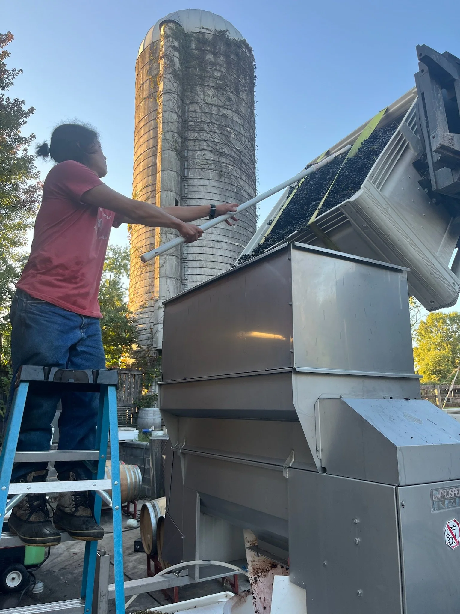A woman in a pink shirt and jeans using a long tool to feed black grapes into a grape crusher machine in an outdoor setting with trees at Maryland winery