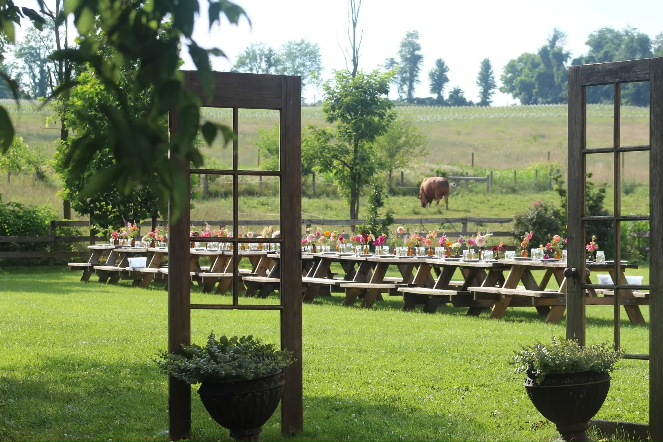 A view from inside a rustic outdoor dining area looking out through open wooden window frames to a lush green farm field with a cow grazing, and decorated tables with pink flowers in glass jars.