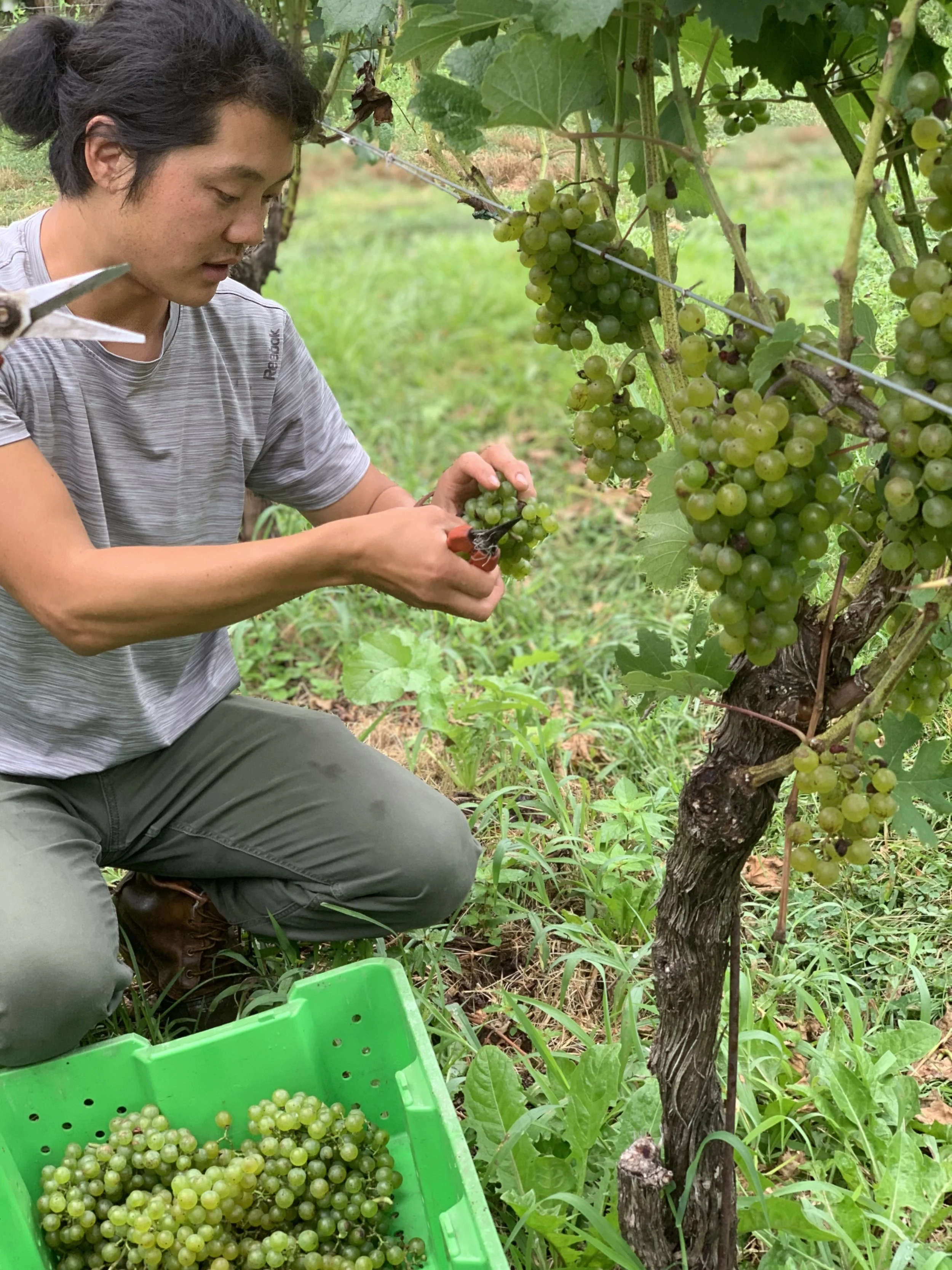 A person harvesting green grapes from Rocklands Farm Winery vineyard