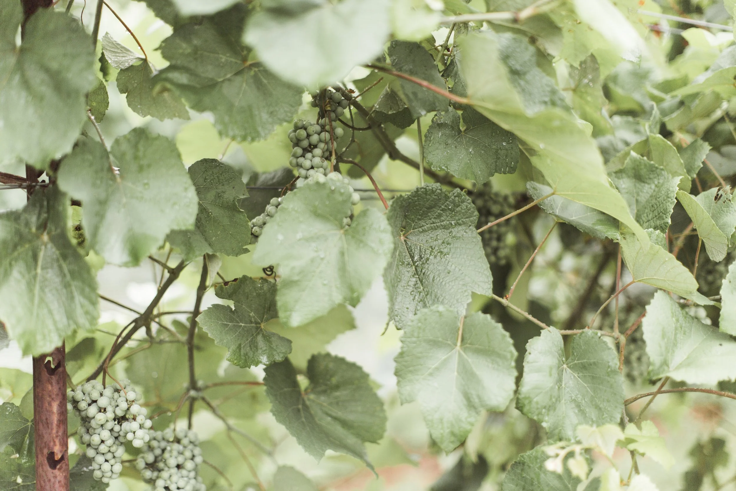 Cluster of white grapes growing on a vine amidst green leaves.