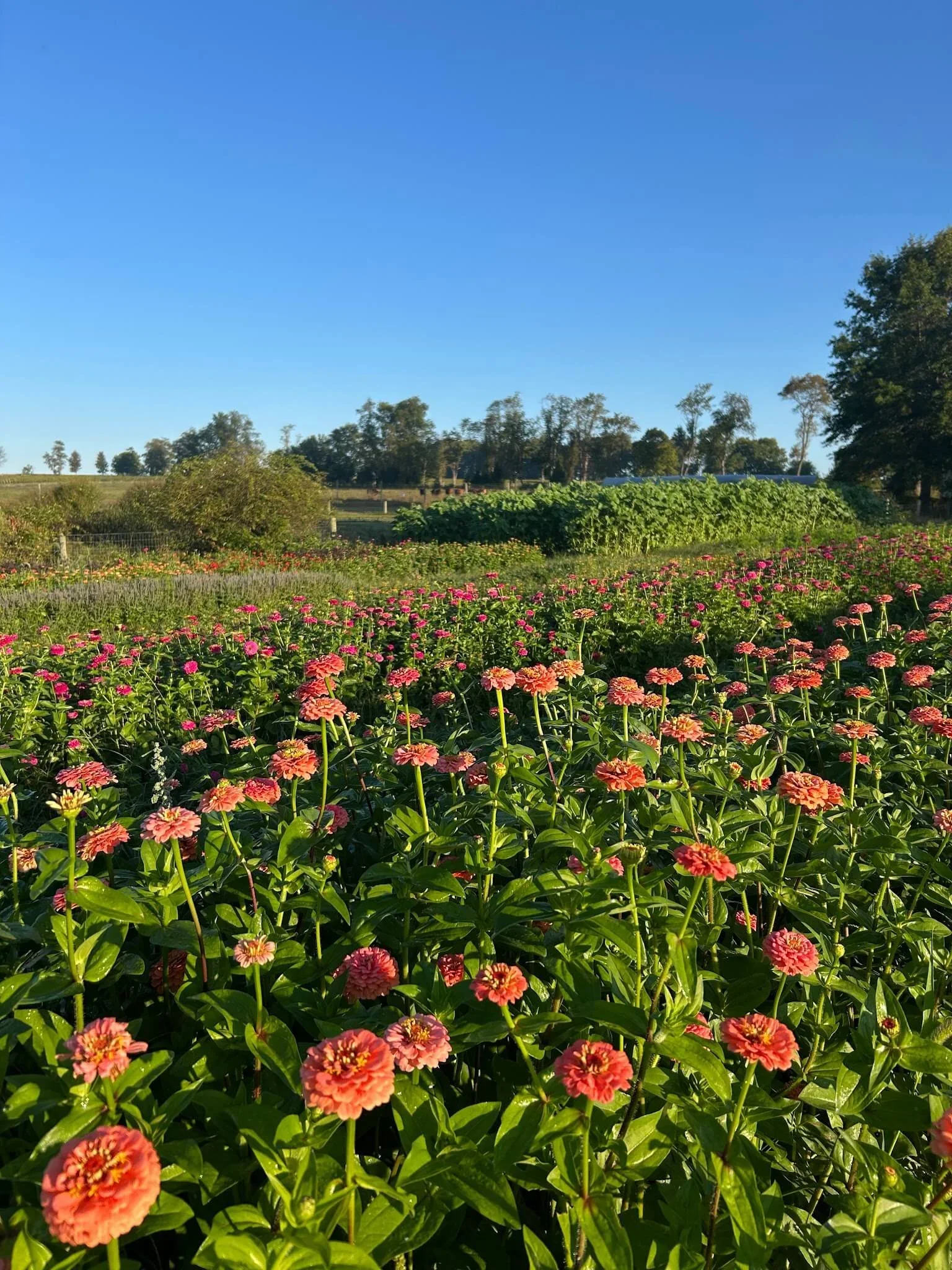 A field of pink and orange flowers with green leaves, at Rocklands Farm Winery.
