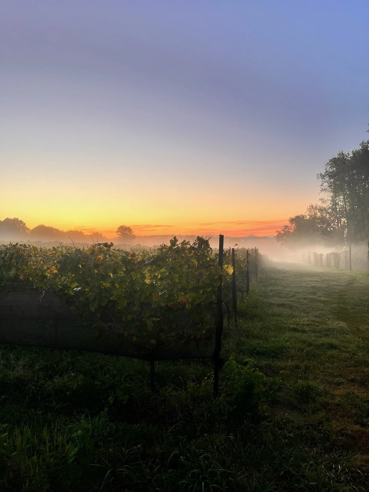 Early morning vineyard with rows of grapevines, fog lingering over the ground, and a colorful sunrise sky with hues of orange, pink, and purple.