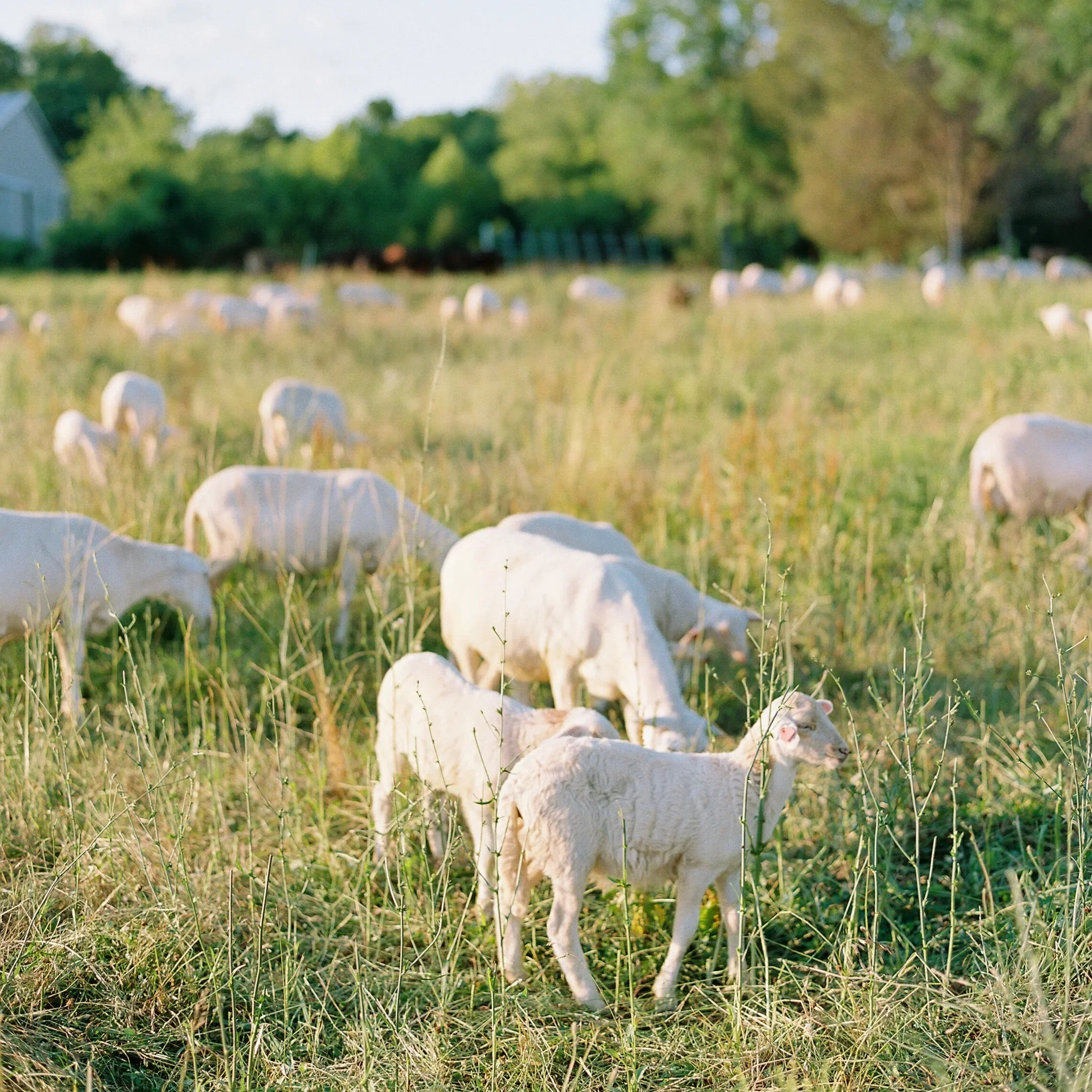A small white dog standing in a grassy field with trees in the background.