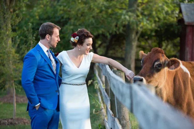 A bride and groom are standing outside next to a wooden fence on a farm, smiling at a calf on the other side of the fence. The bride is wearing a white dress with a floral hairpiece, and the groom is wearing a blue suit.