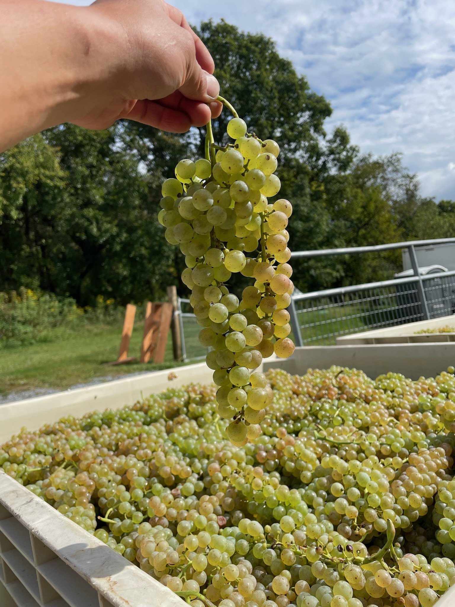 A person holding a bunch of ripe green grapes above a large container filled with more grapes, outdoors with trees and a cloudy sky in the background.