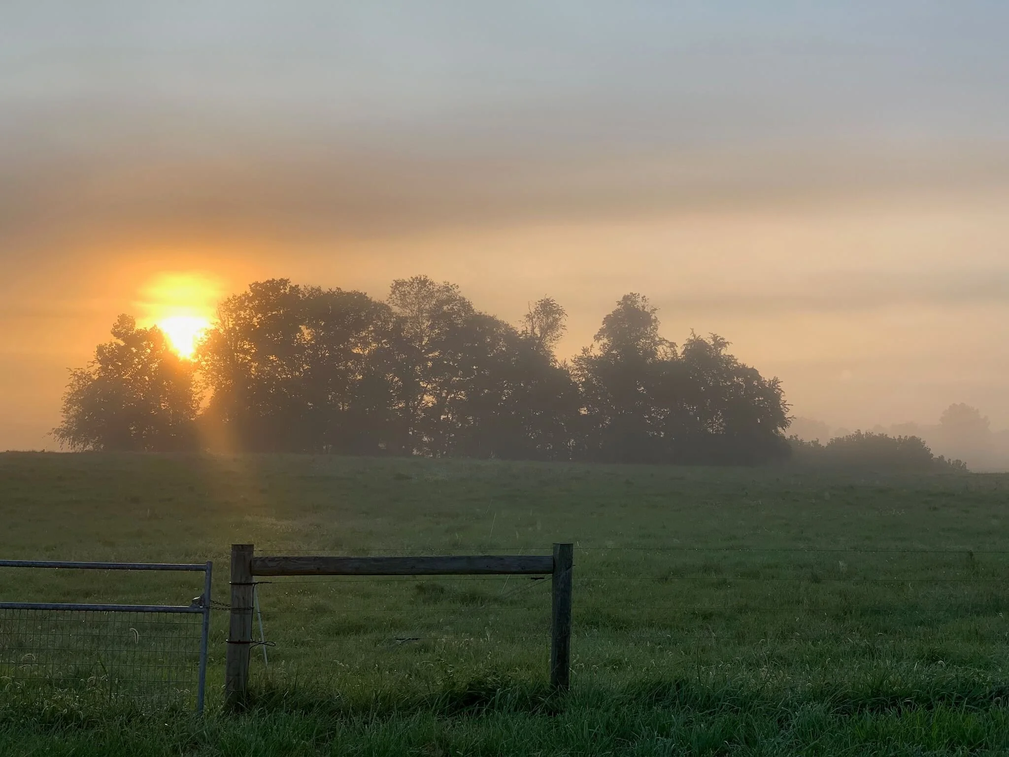 Sun rising behind a line of trees in a foggy landscape with green grass and a wooden and chain-link fence in the foreground.
