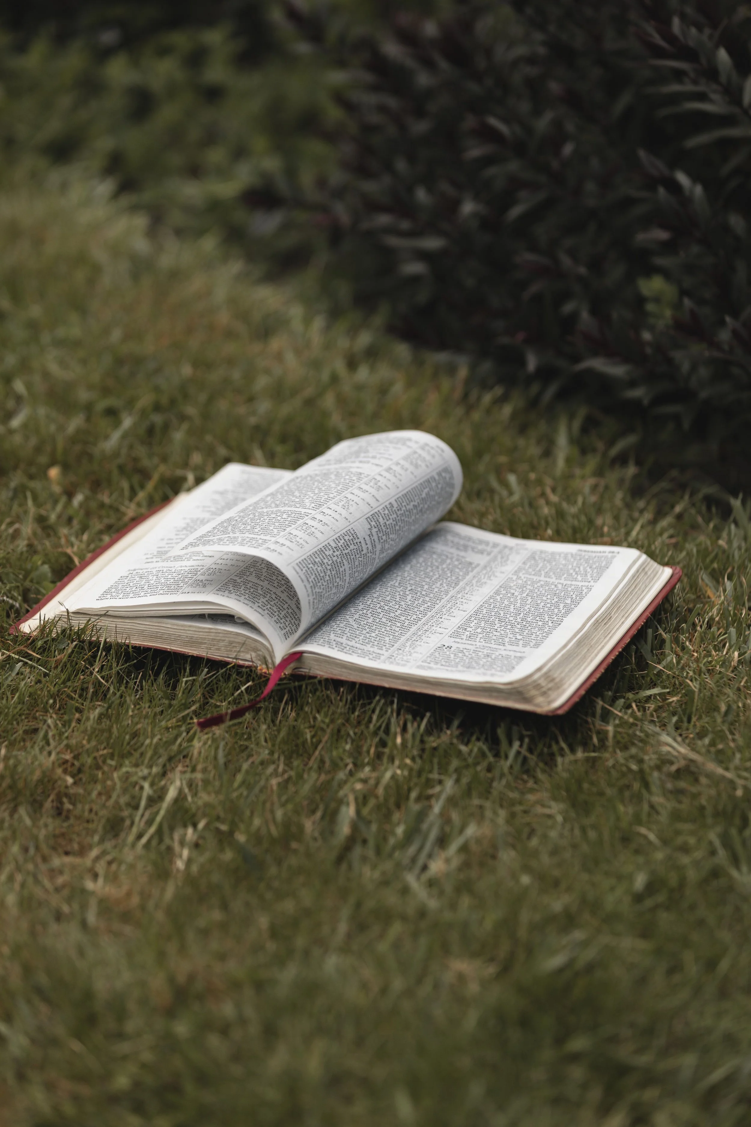 Open Bible lying on green grass with dark bush in the background.